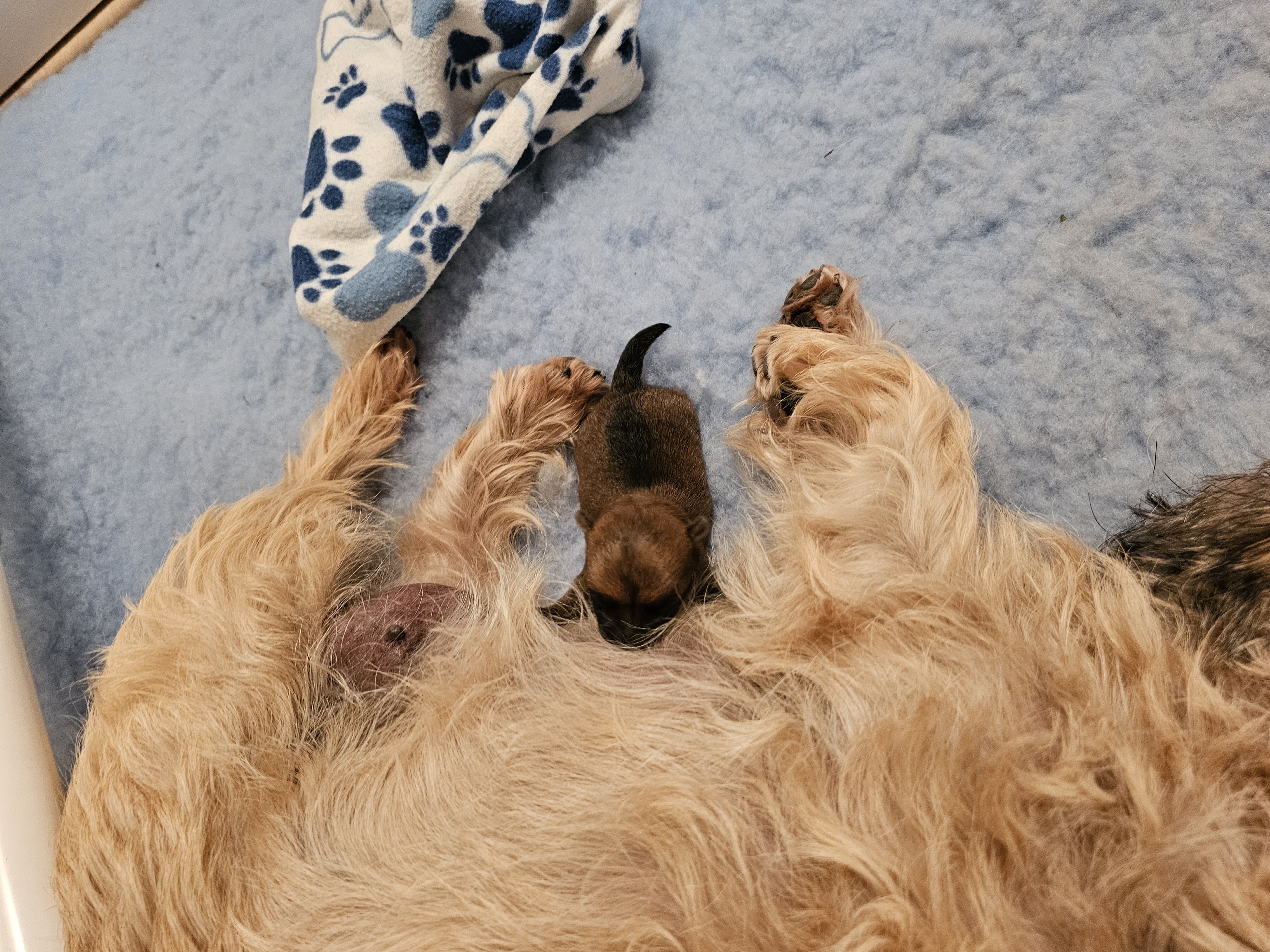 Vun Attilbrigga Cairn Terrier