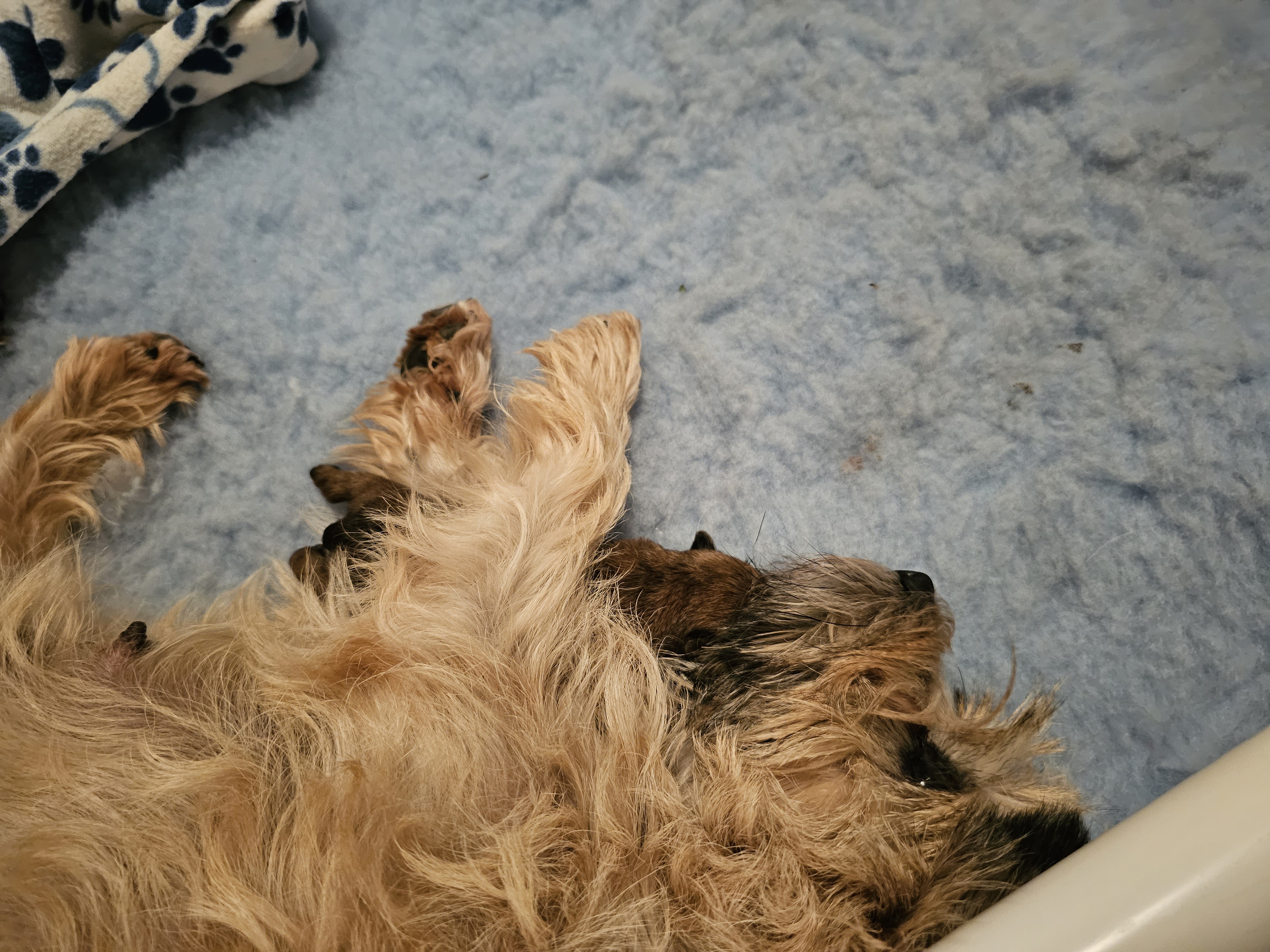 Vun Attilbrigga Cairn Terrier