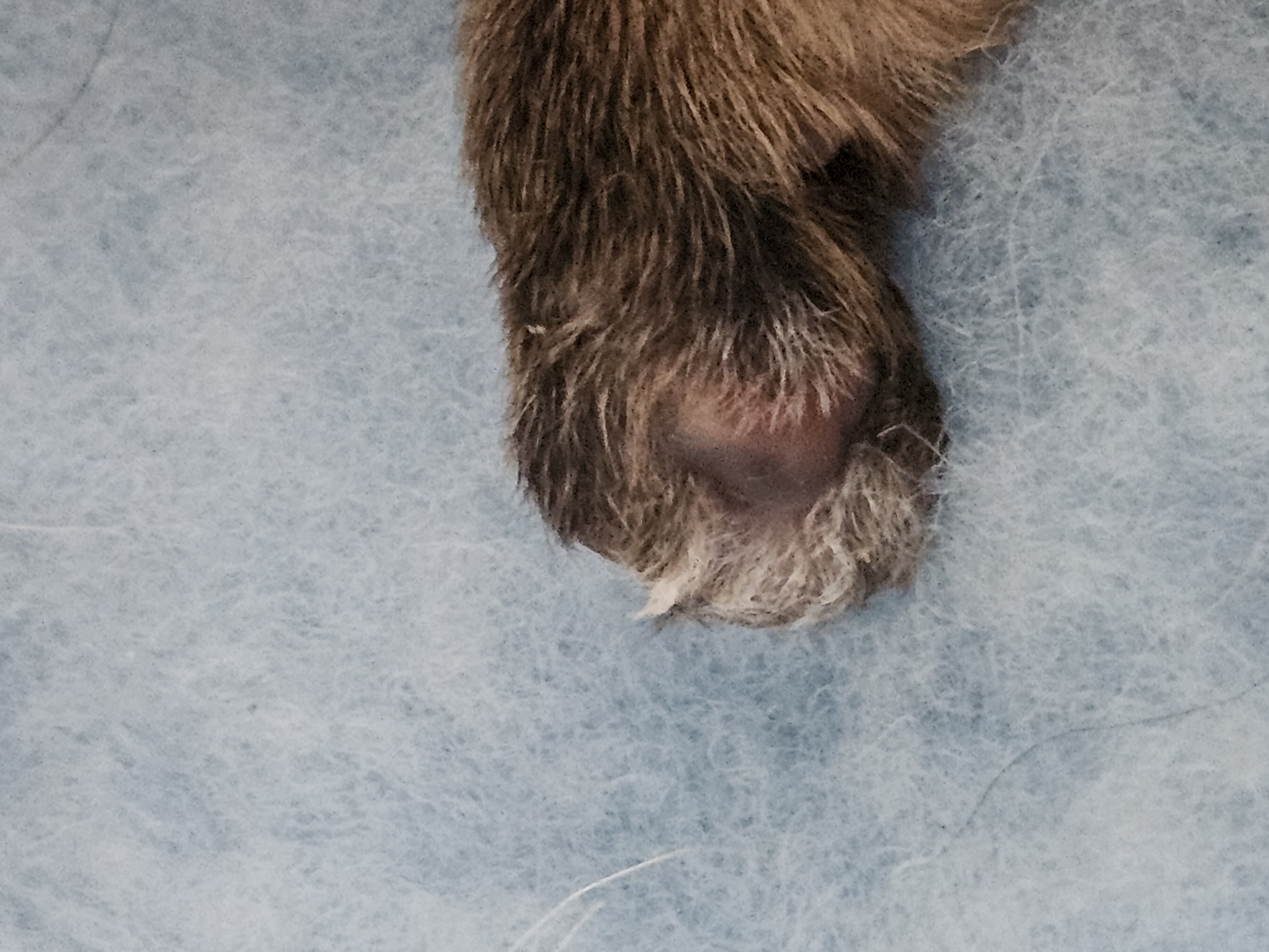 Vun Attilbrigga Cairn Terrier