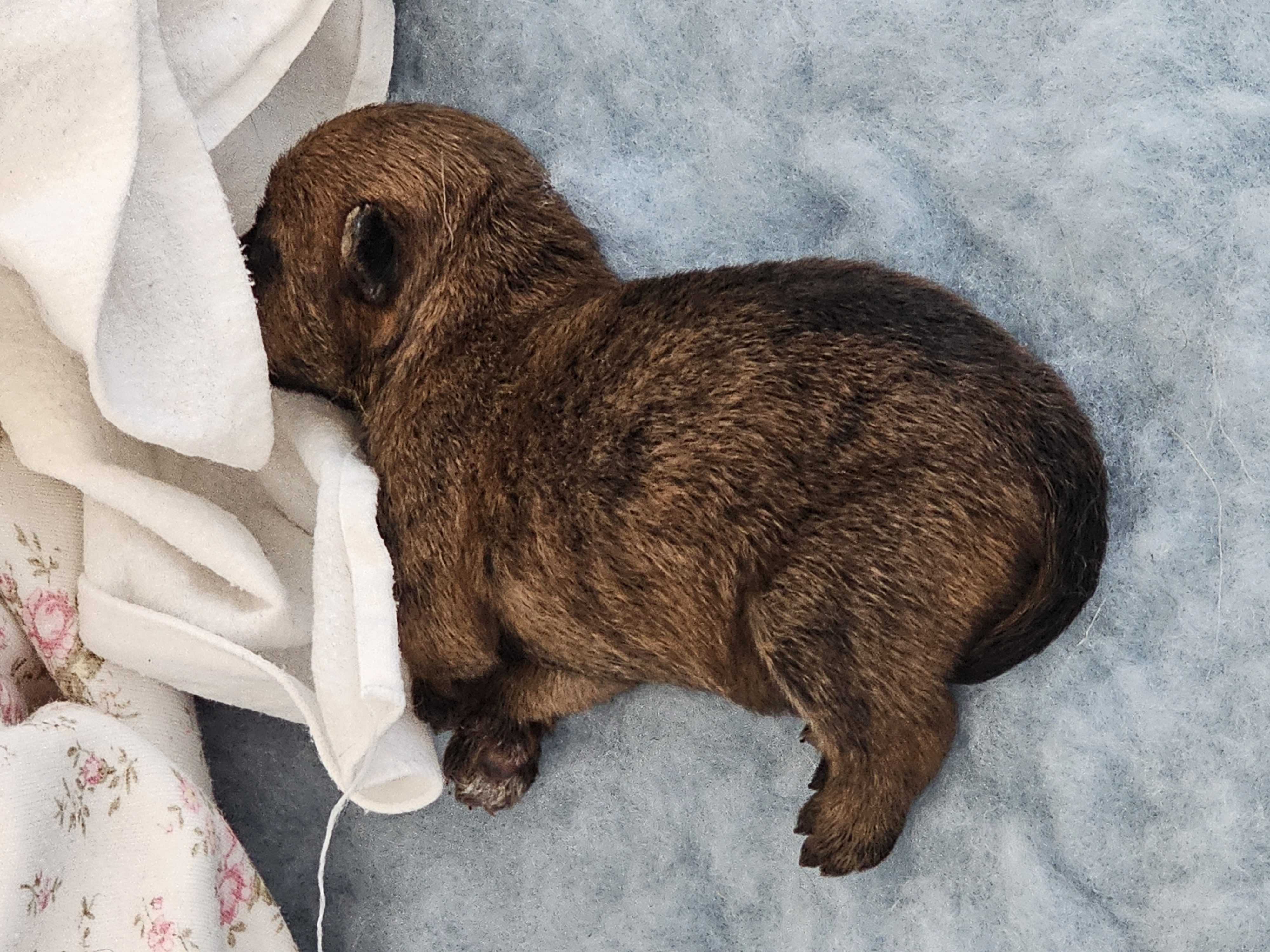 Vun Attilbrigga Cairn Terrier