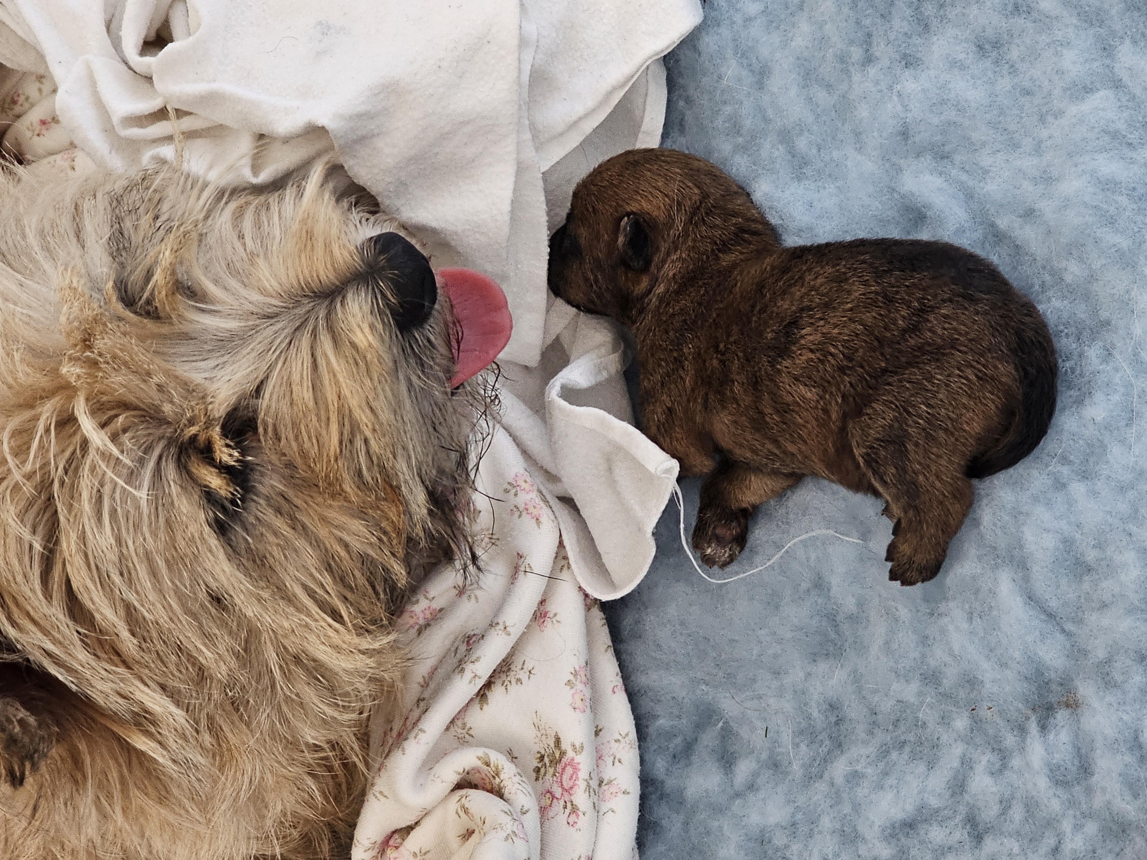 Vun Attilbrigga Cairn Terrier