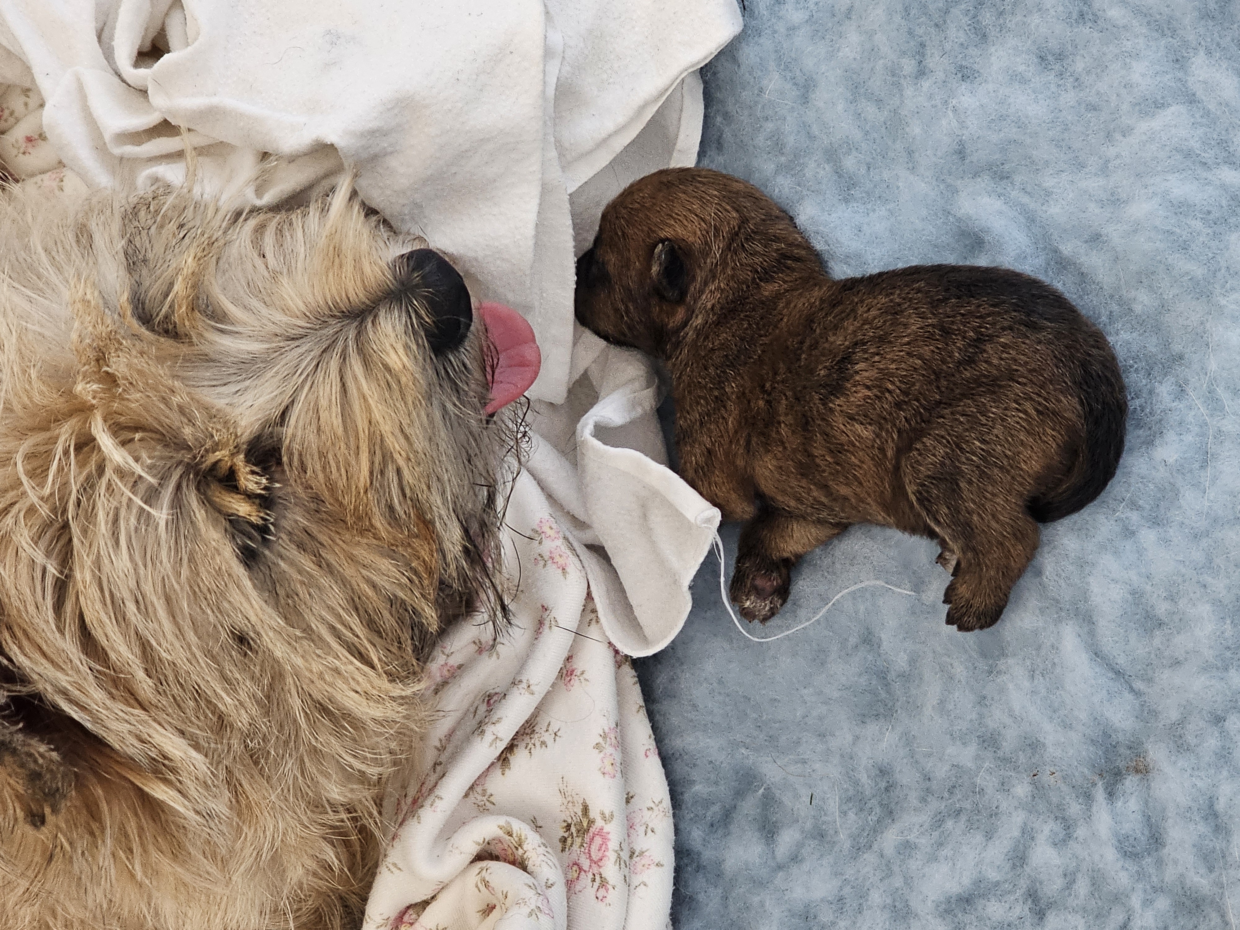 Vun Attilbrigga Cairn Terrier