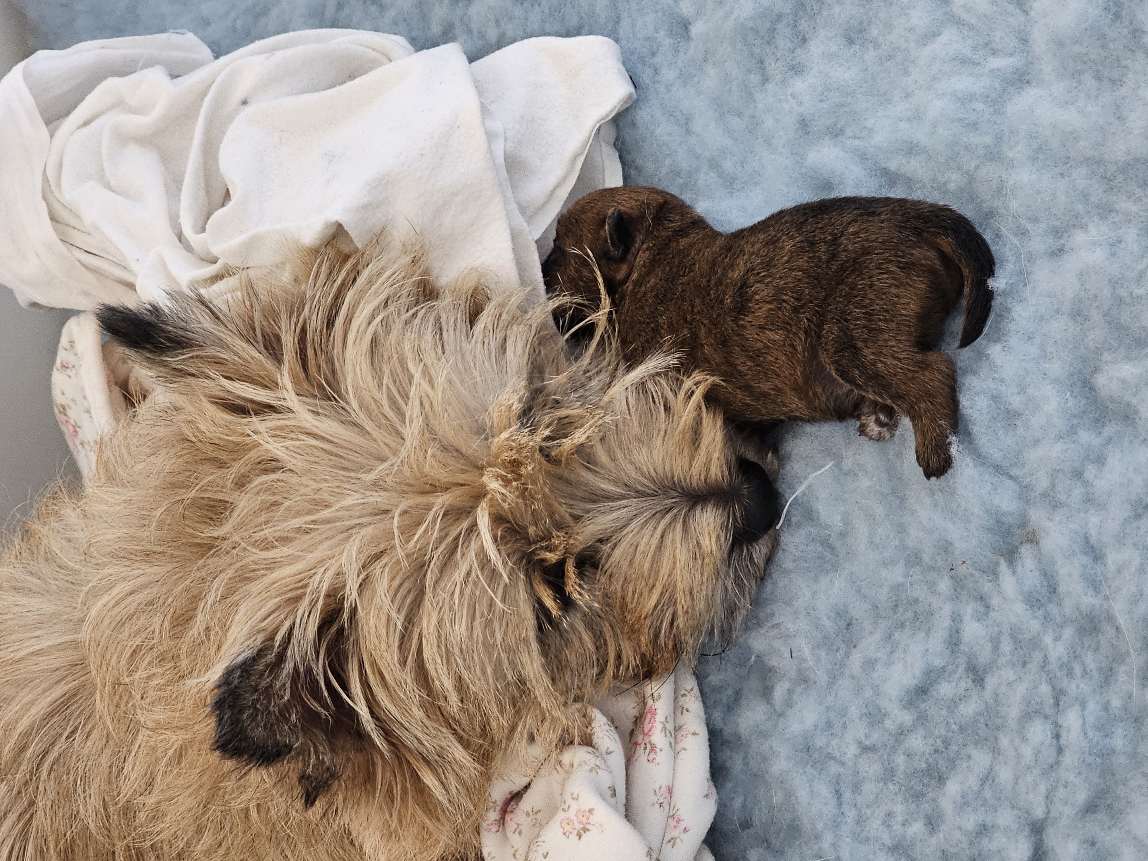 Vun Attilbrigga Cairn Terrier