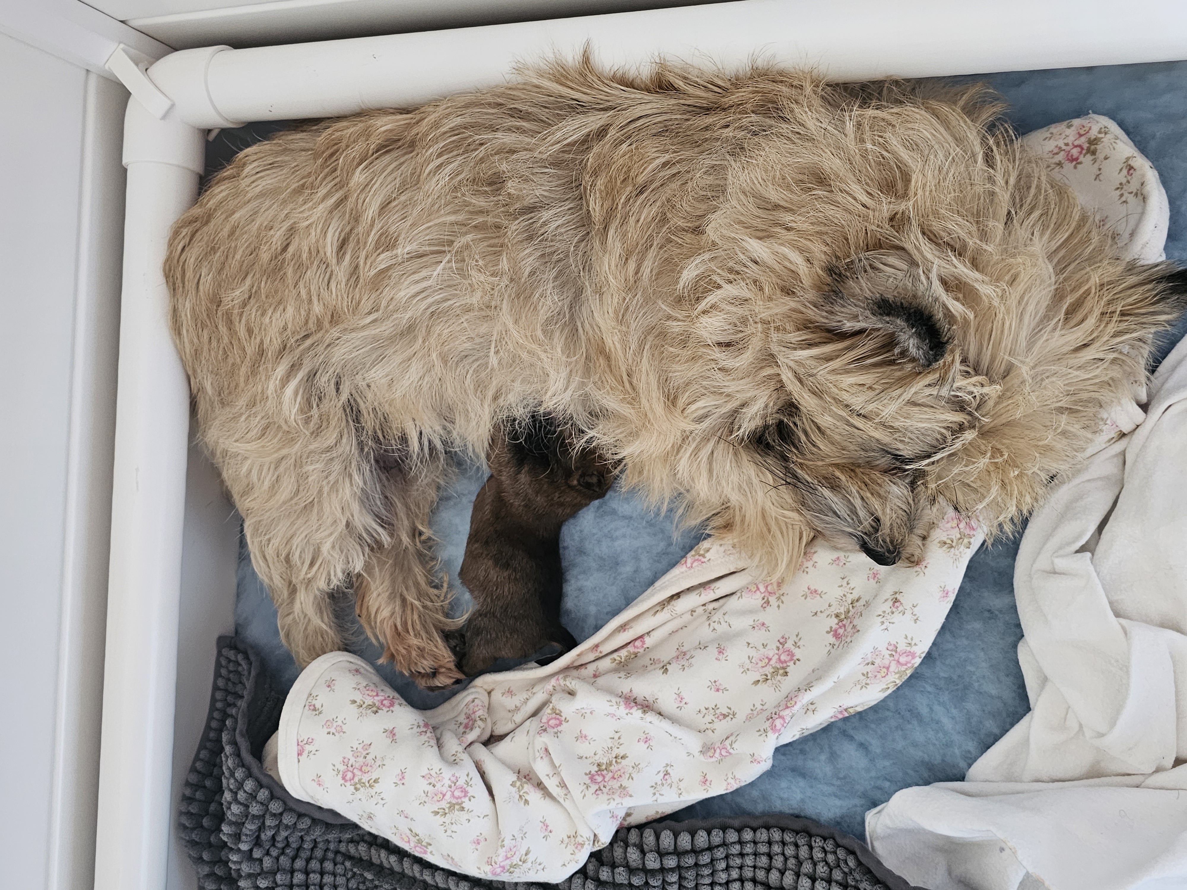 Vun Attilbrigga Cairn Terrier