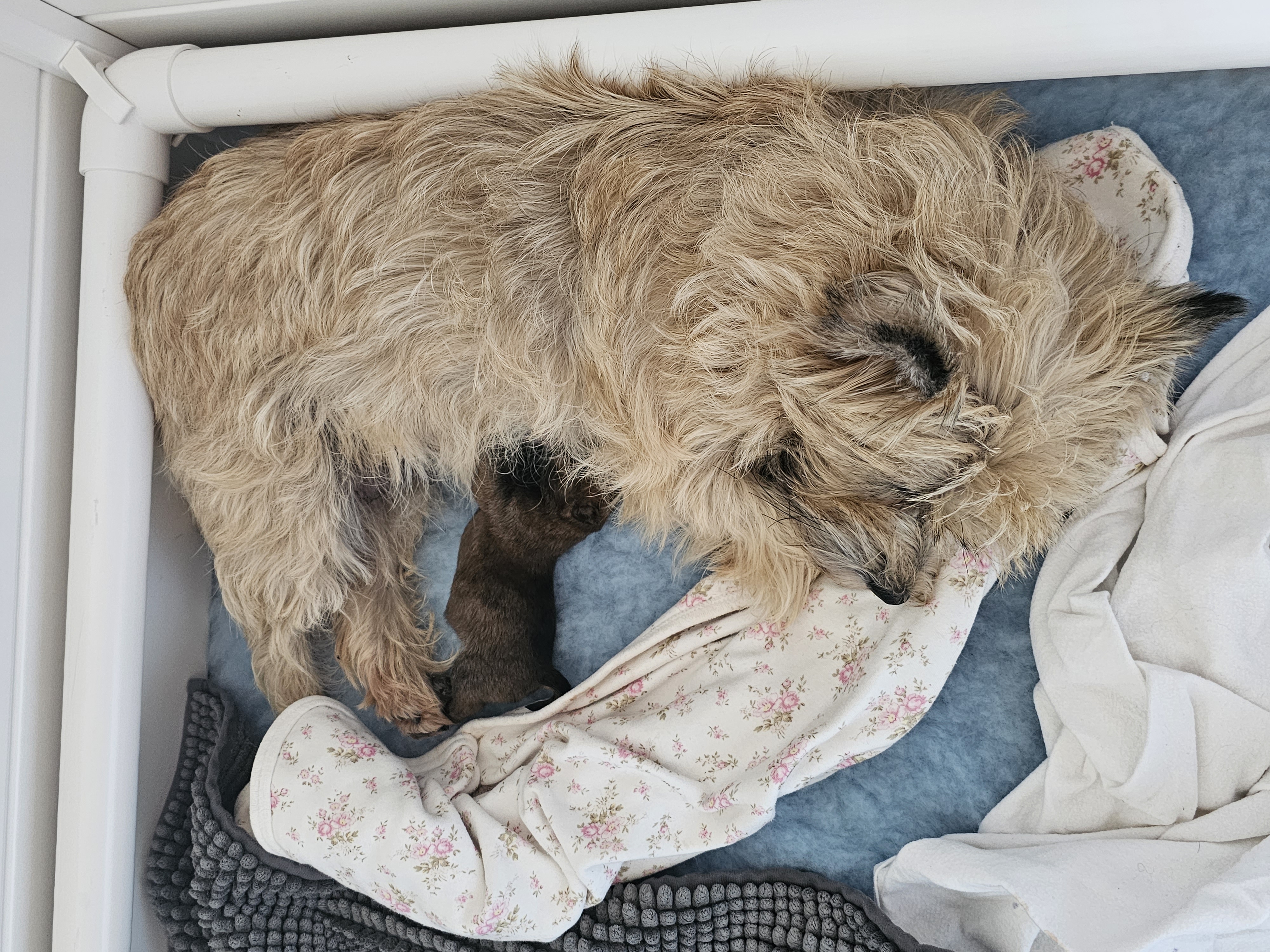 Vun Attilbrigga Cairn Terrier