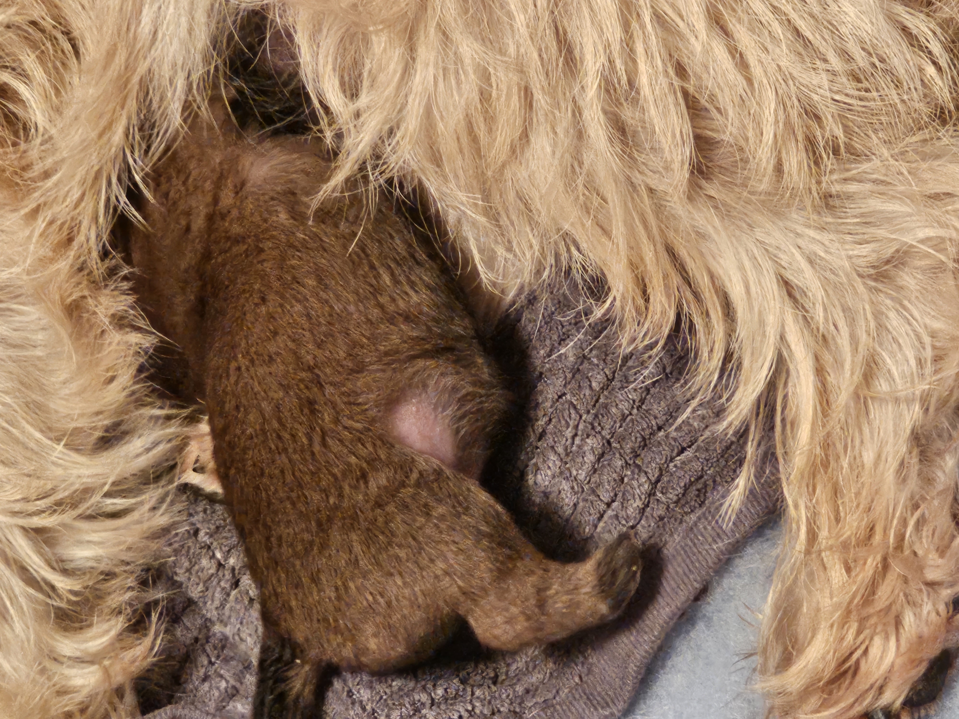 Vun Attilbrigga Cairn Terrier
