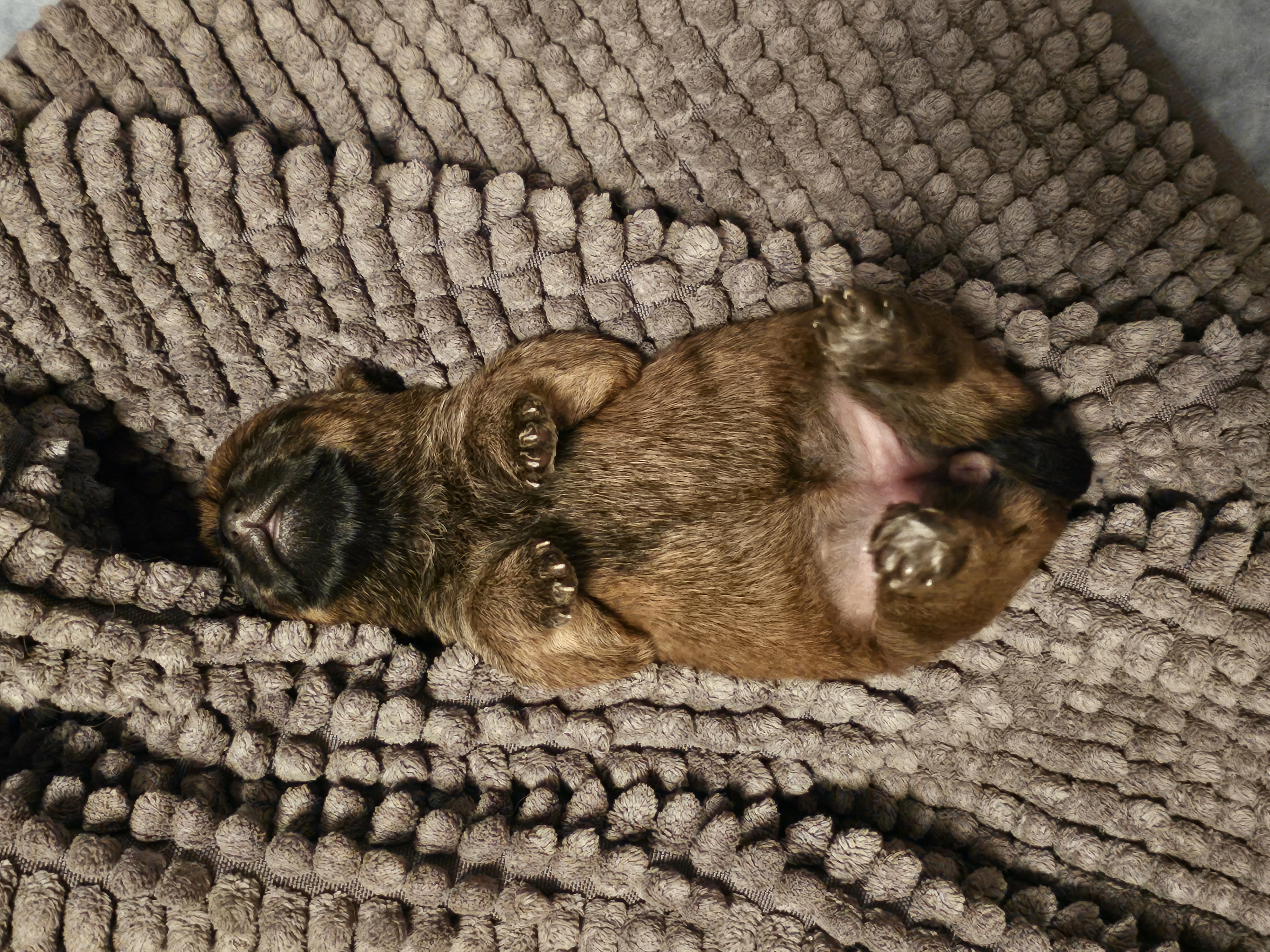 Vun Attilbrigga Cairn Terrier