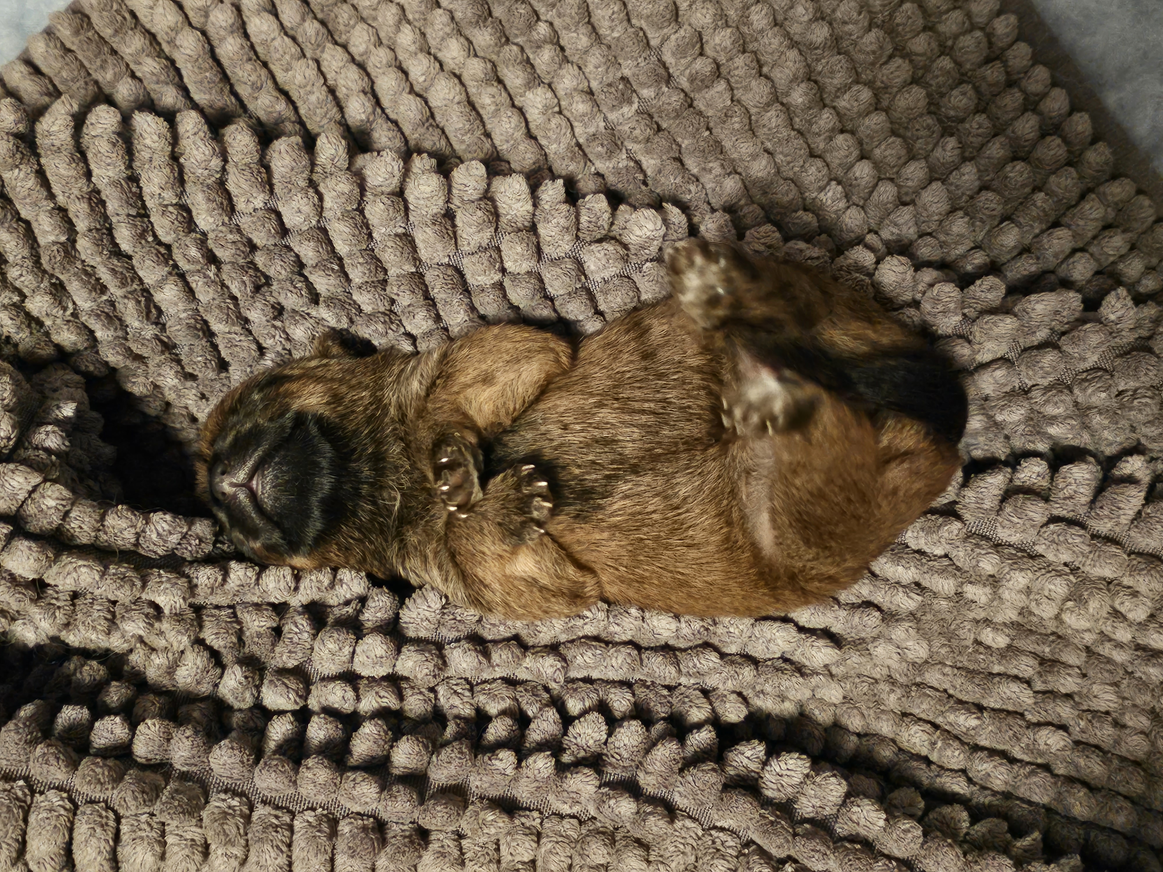 Vun Attilbrigga Cairn Terrier