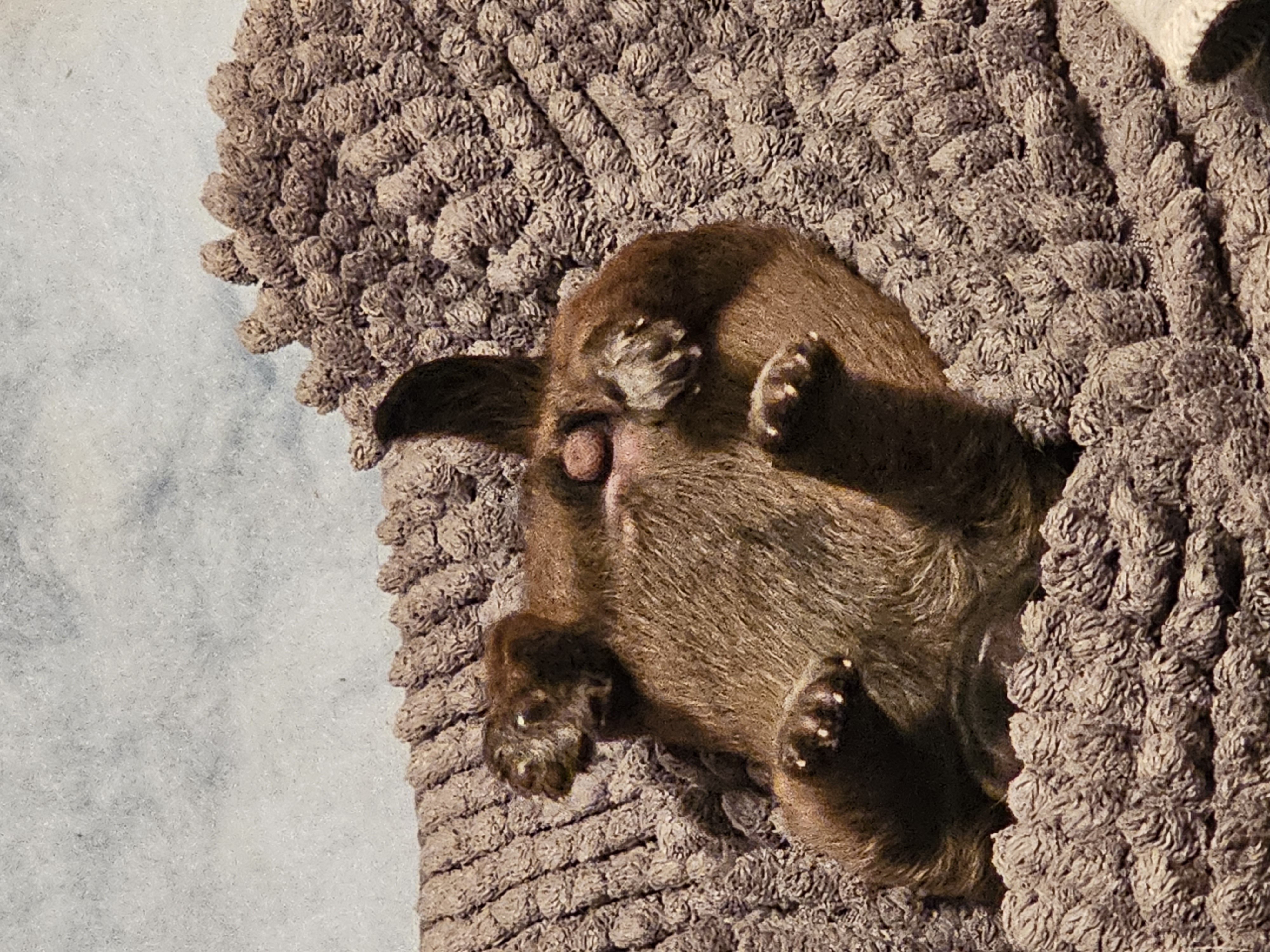 Vun Attilbrigga Cairn Terrier