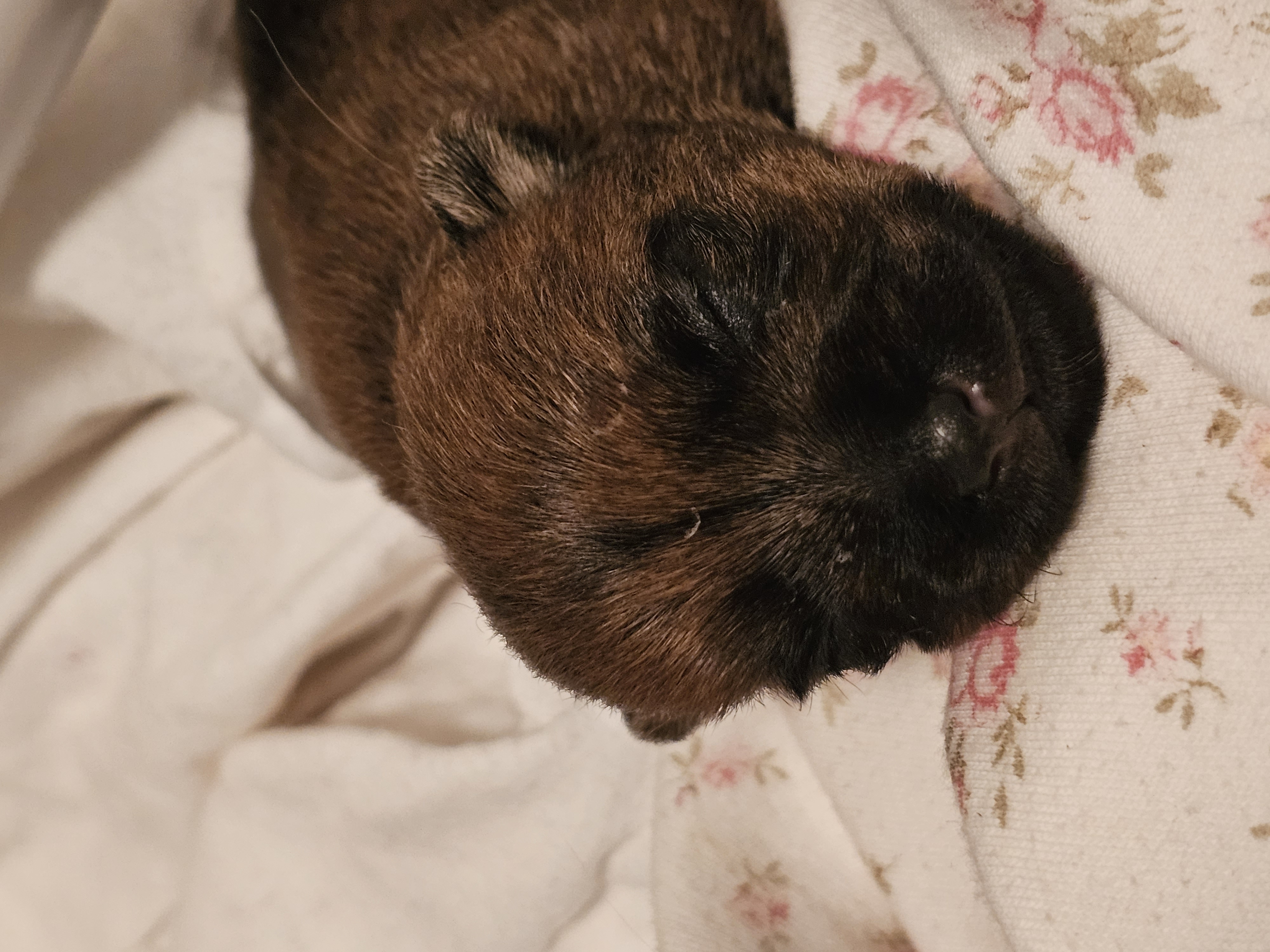 Vun Attilbrigga Cairn Terrier