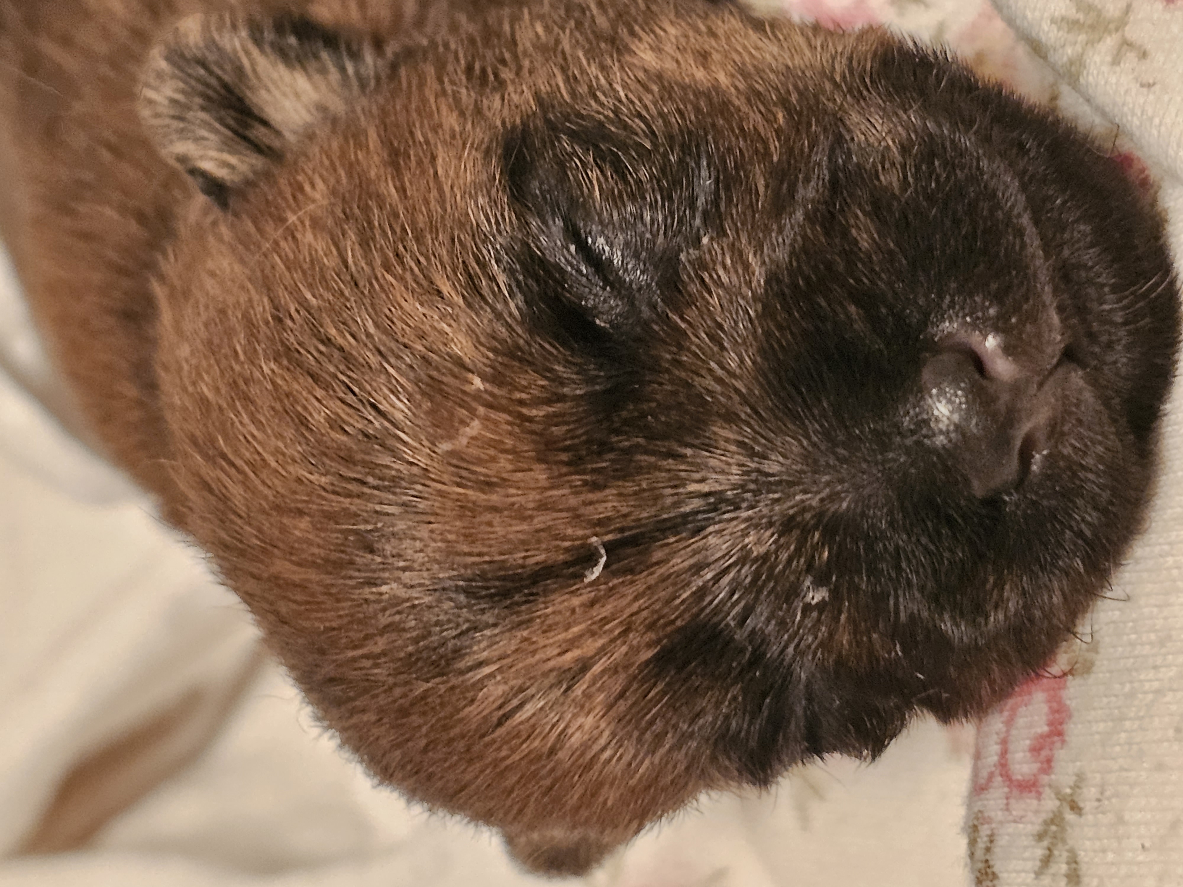 Vun Attilbrigga Cairn Terrier