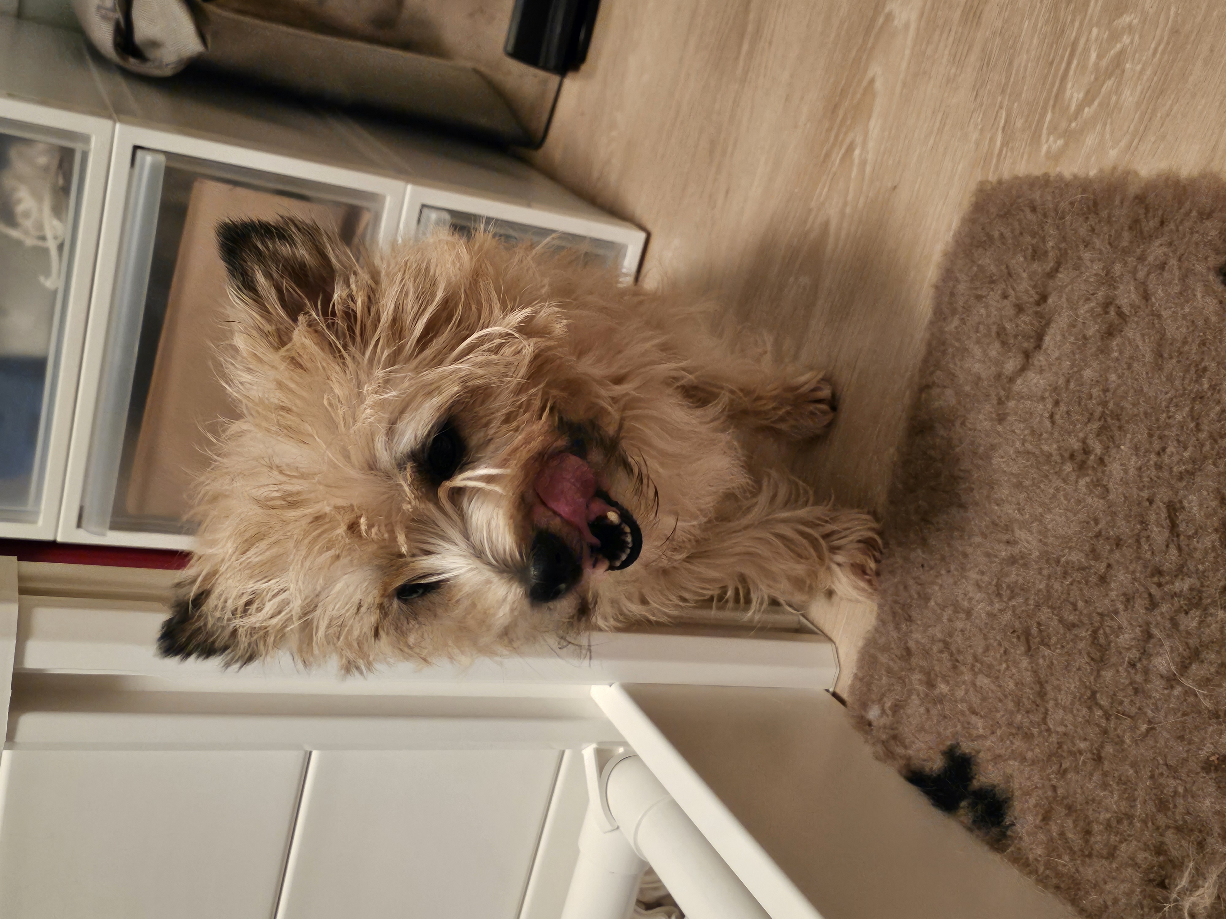 Vun Attilbrigga Cairn Terrier