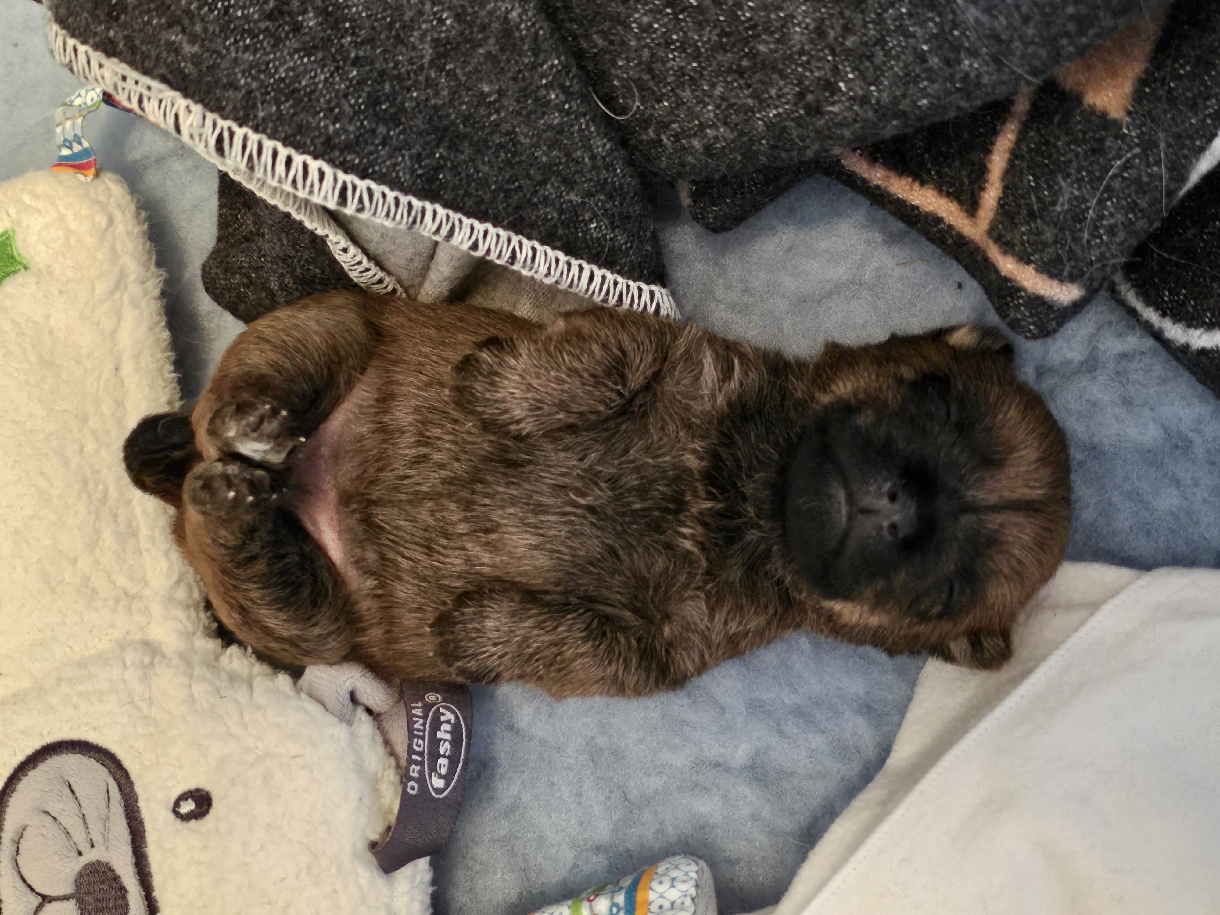 Vun Attilbrigga Cairn Terrier