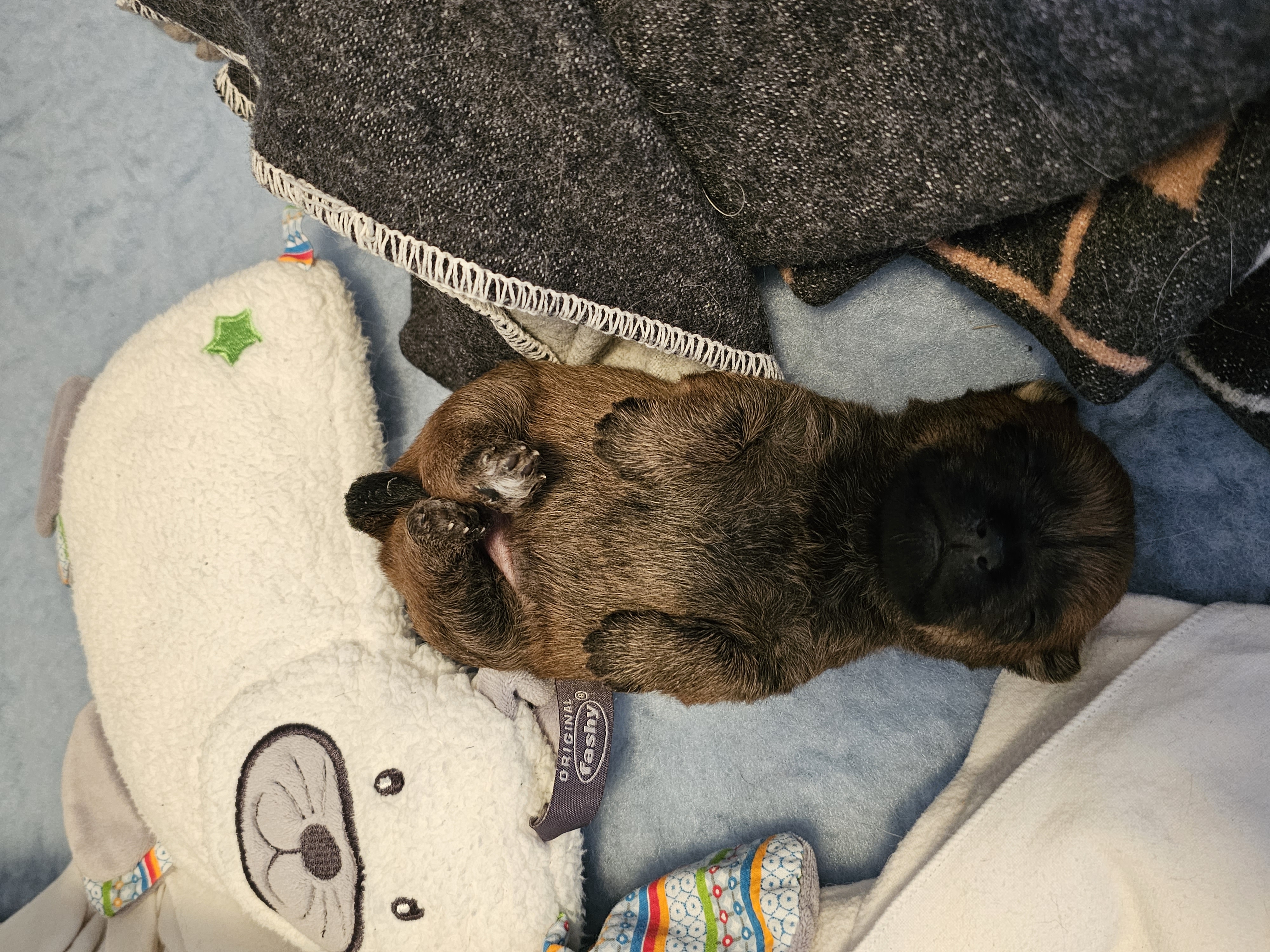 Vun Attilbrigga Cairn Terrier