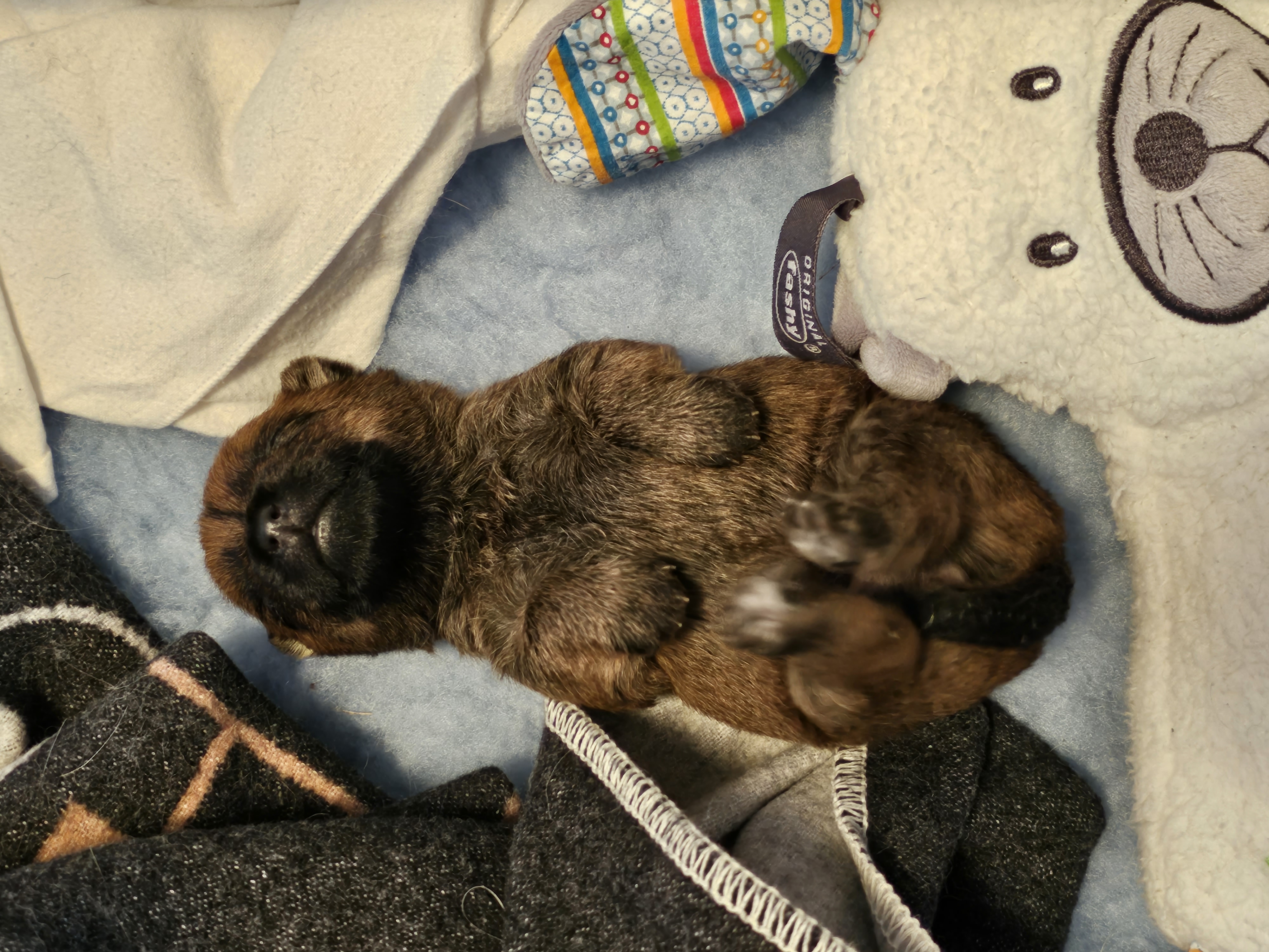 Vun Attilbrigga Cairn Terrier