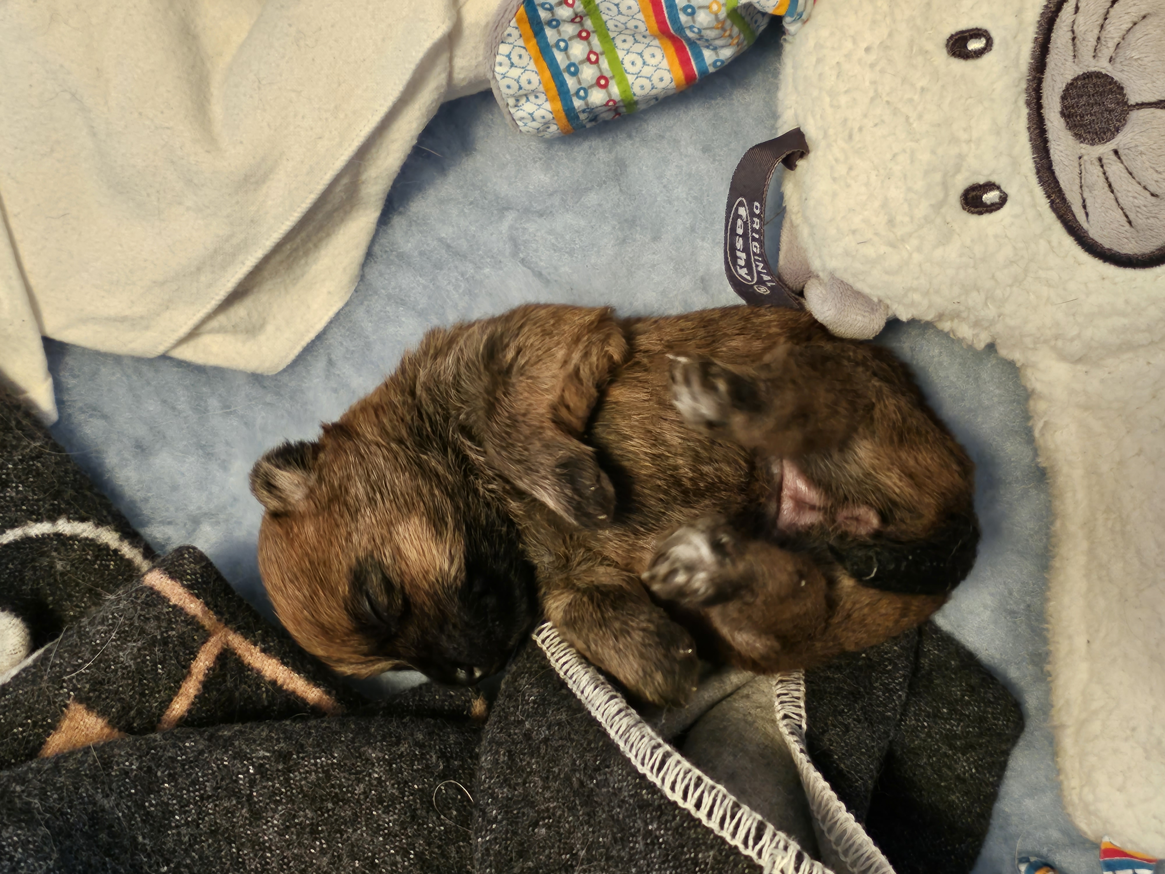Vun Attilbrigga Cairn Terrier
