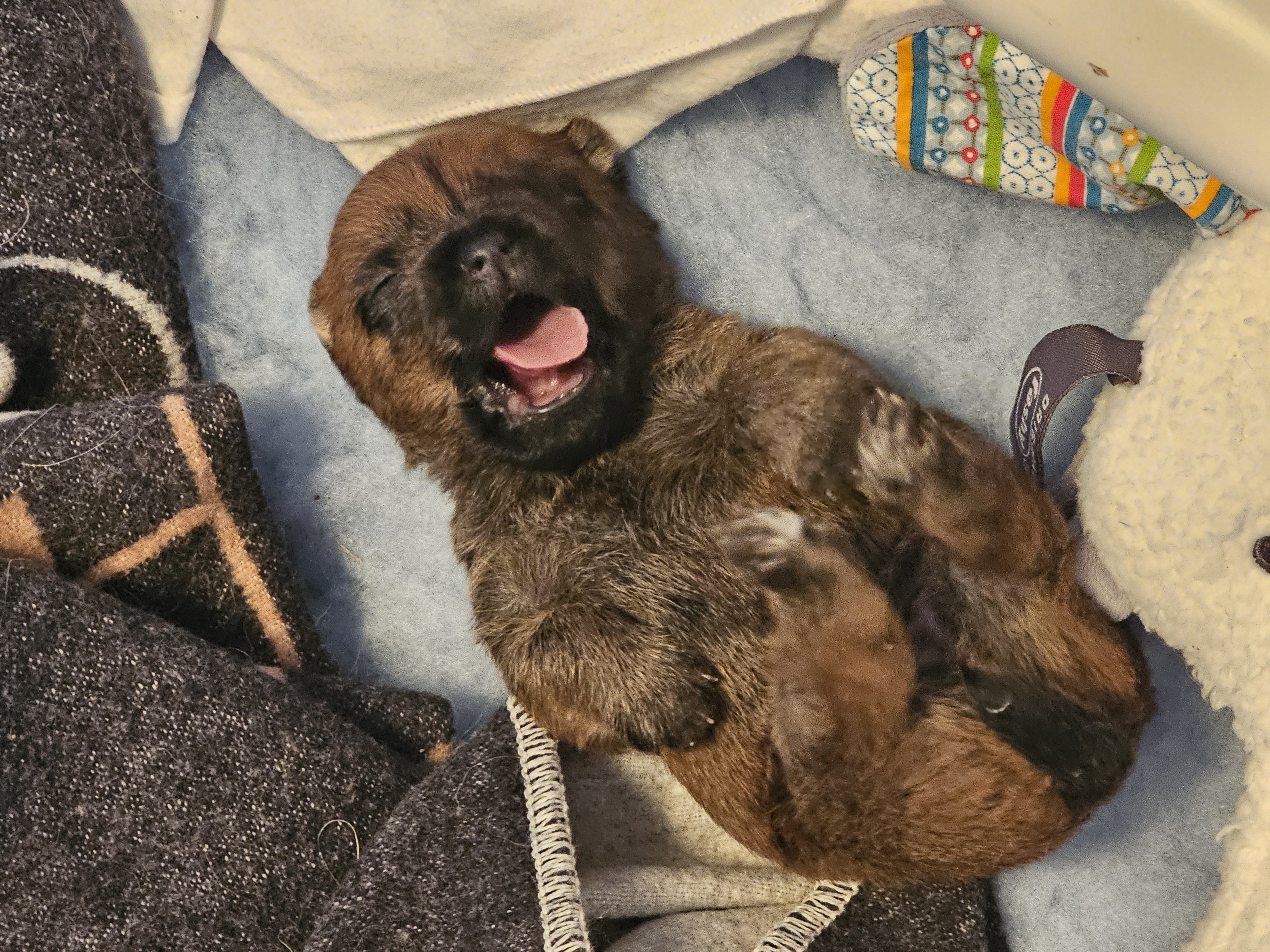 Vun Attilbrigga Cairn Terrier