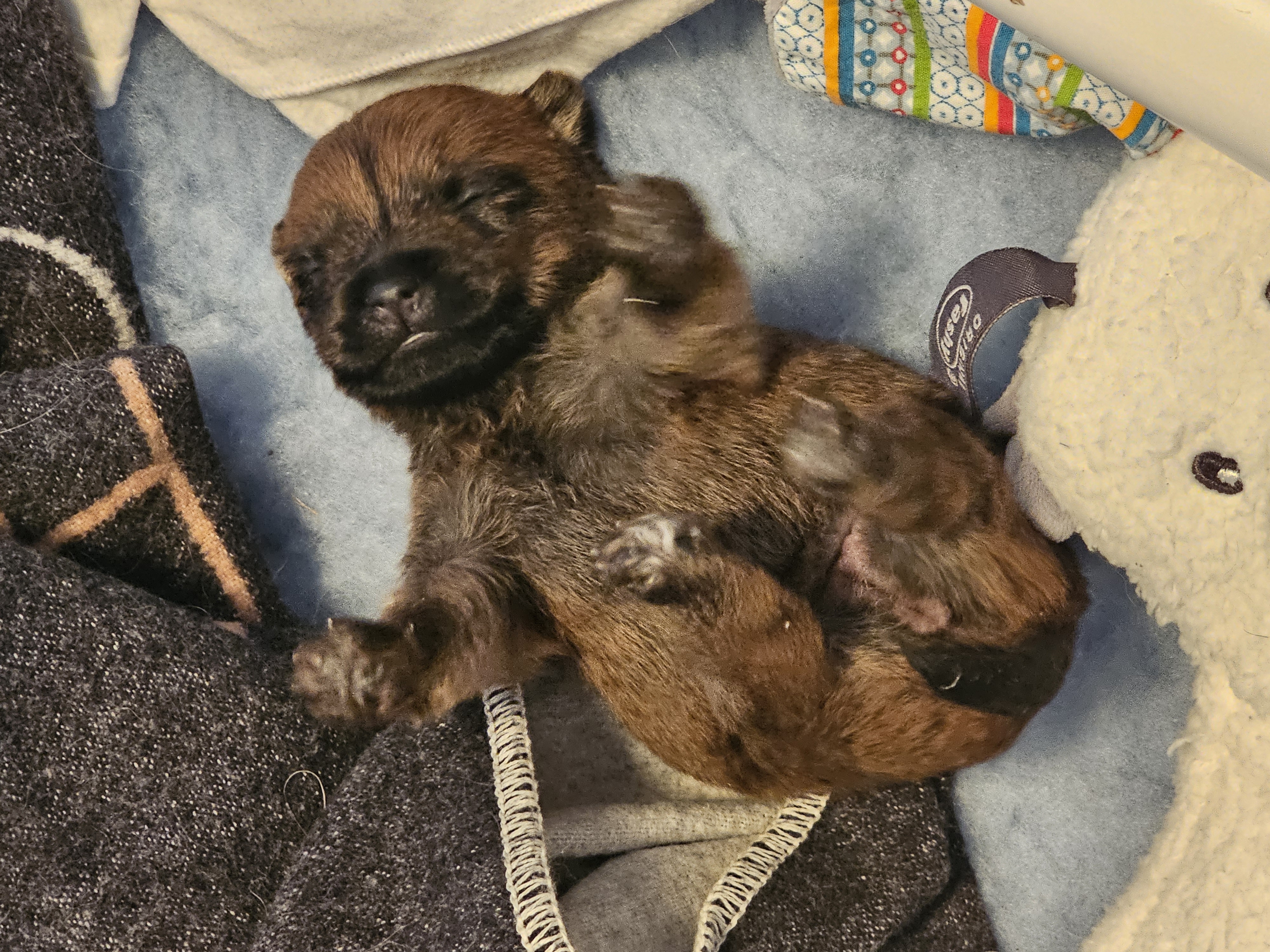 Vun Attilbrigga Cairn Terrier