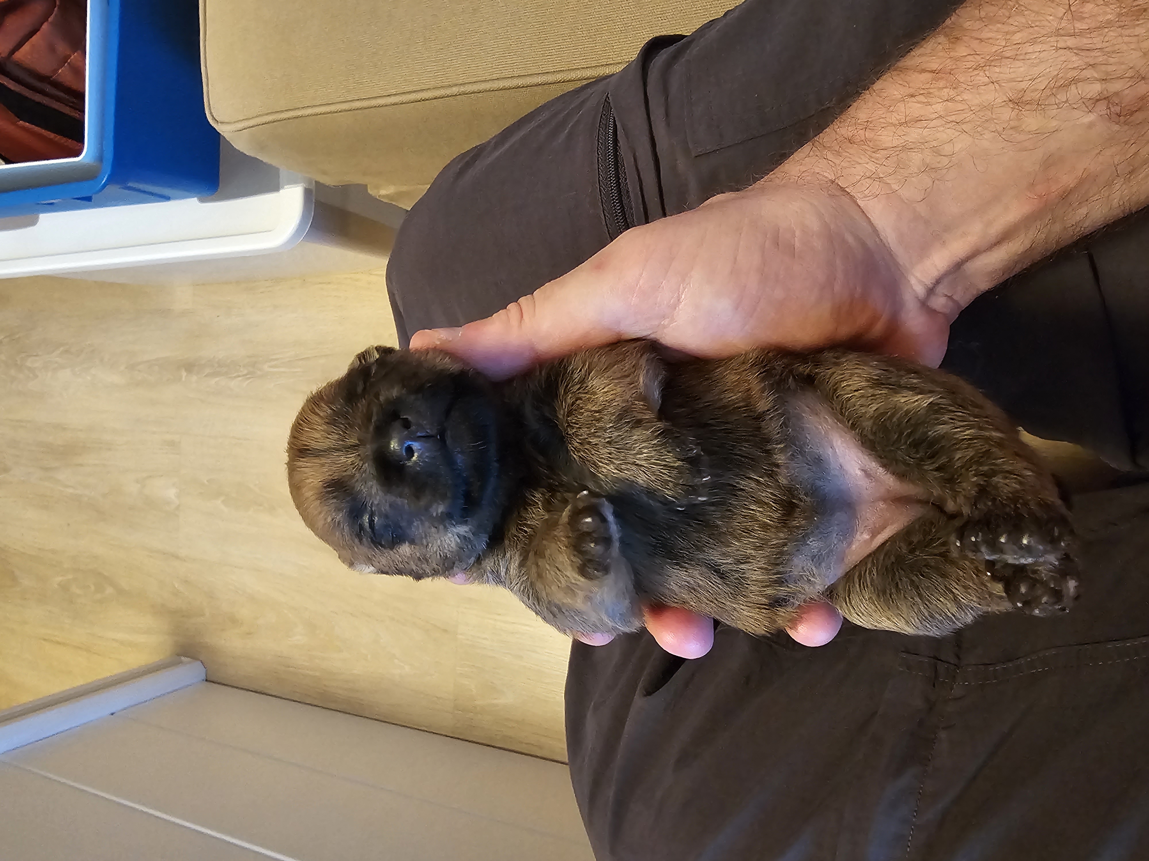 Vun Attilbrigga Cairn Terrier