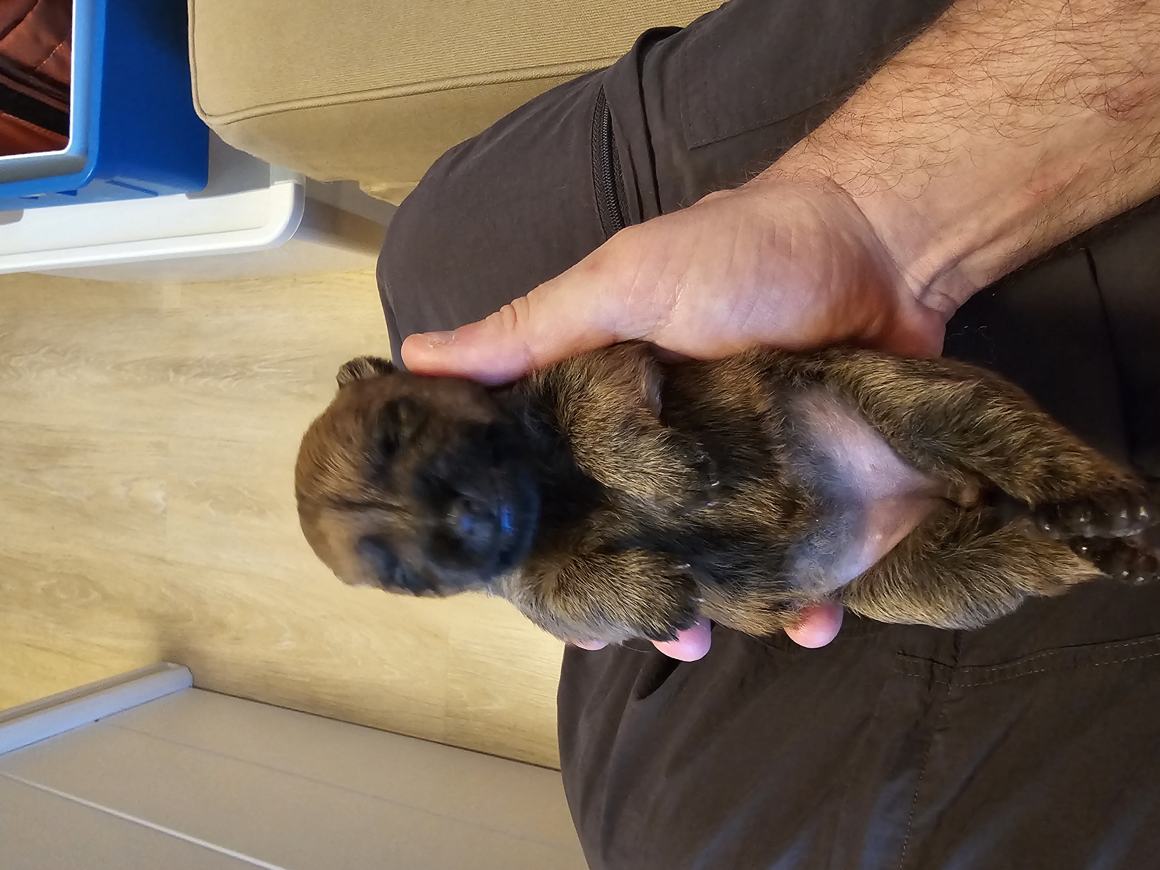 Vun Attilbrigga Cairn Terrier