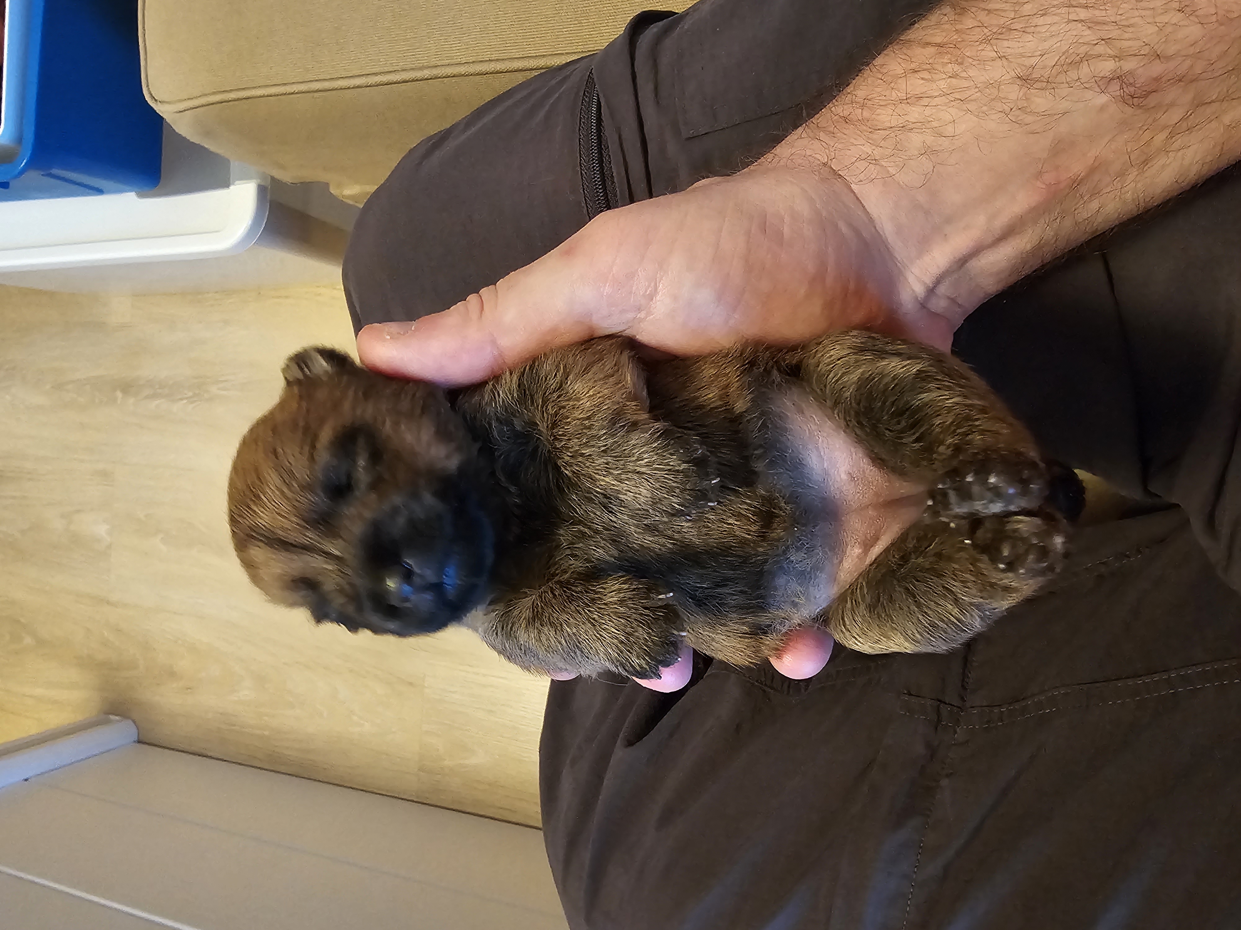 Vun Attilbrigga Cairn Terrier