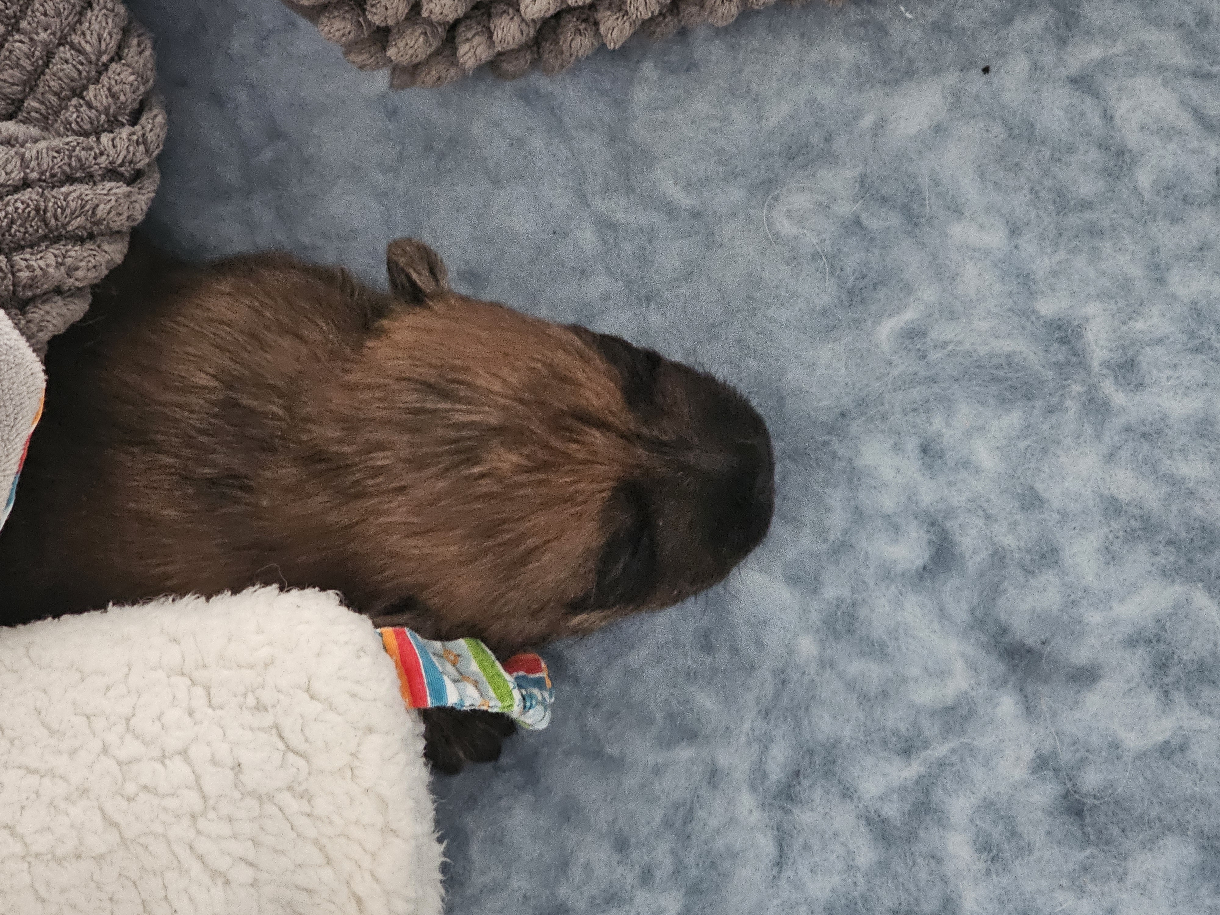 Vun Attilbrigga Cairn Terrier