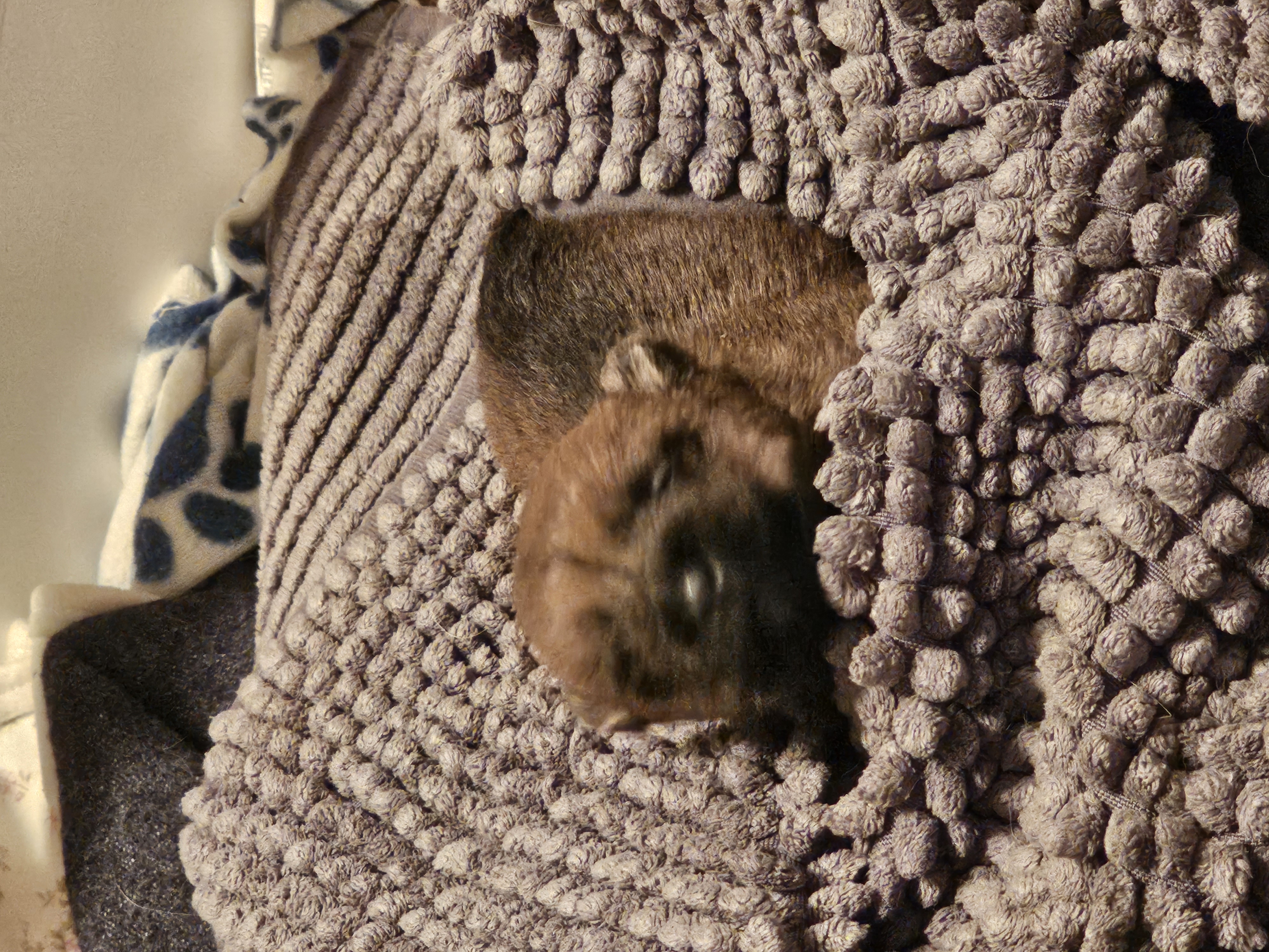 Vun Attilbrigga Cairn Terrier