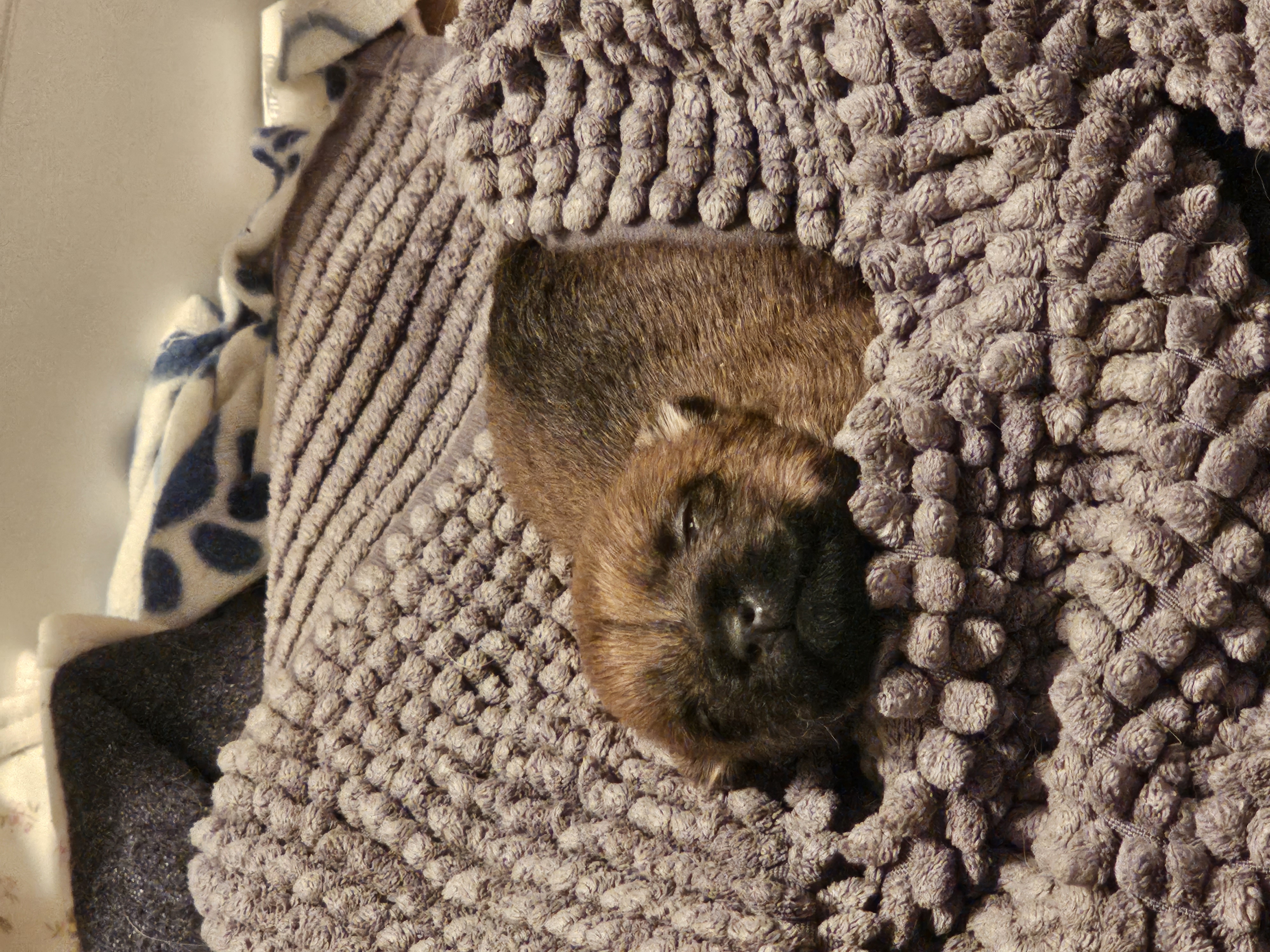 Vun Attilbrigga Cairn Terrier