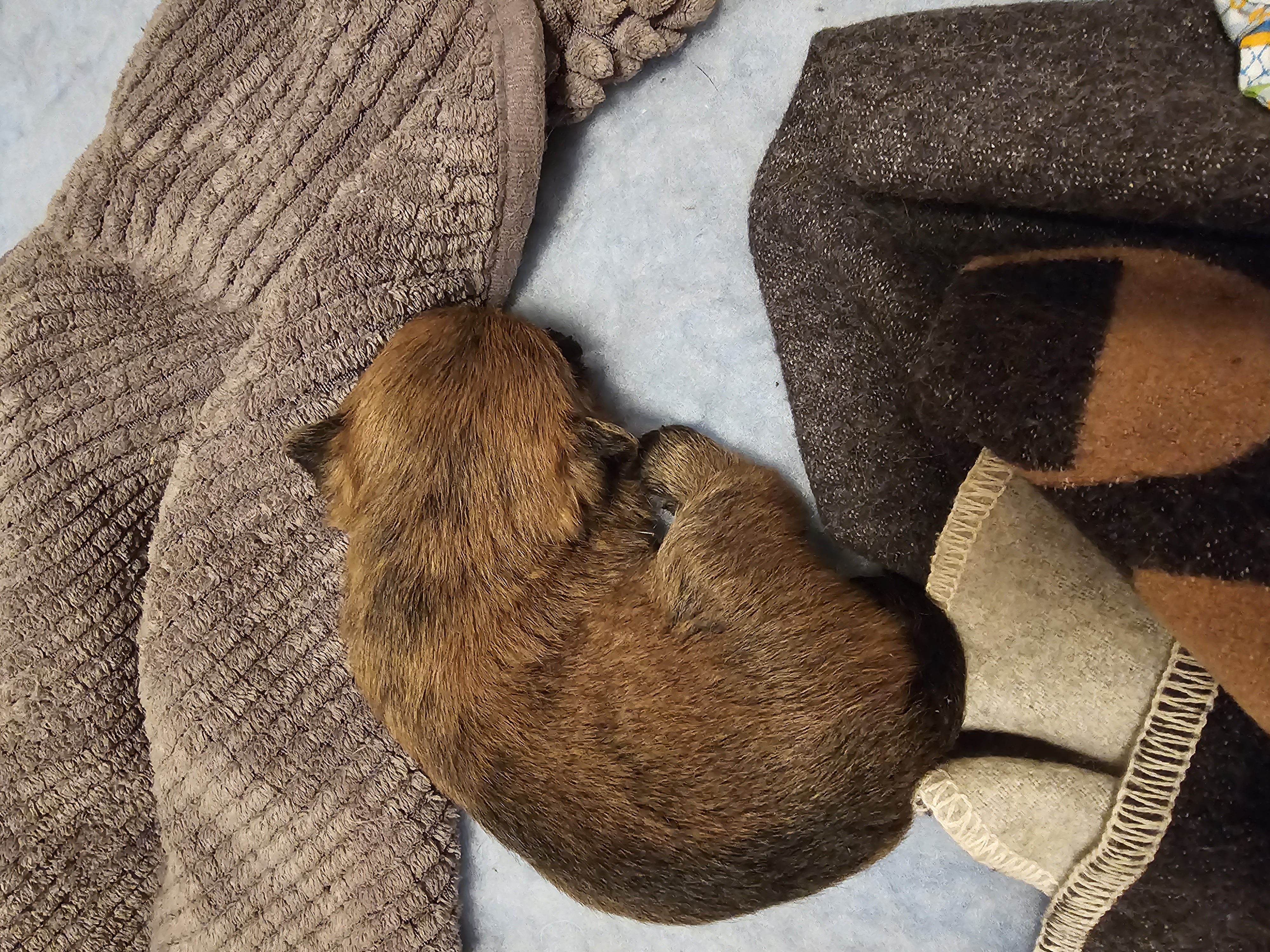 Vun Attilbrigga Cairn Terrier