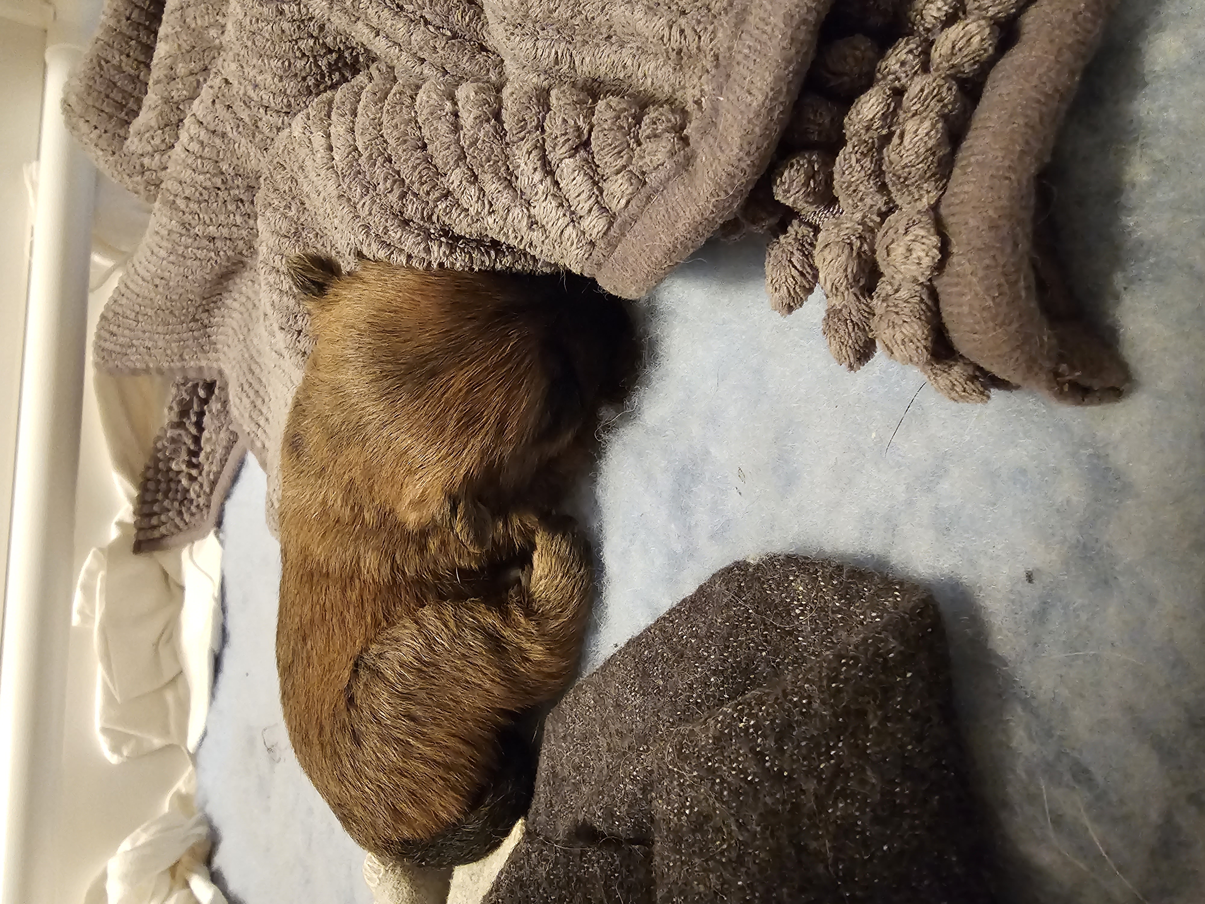 Vun Attilbrigga Cairn Terrier