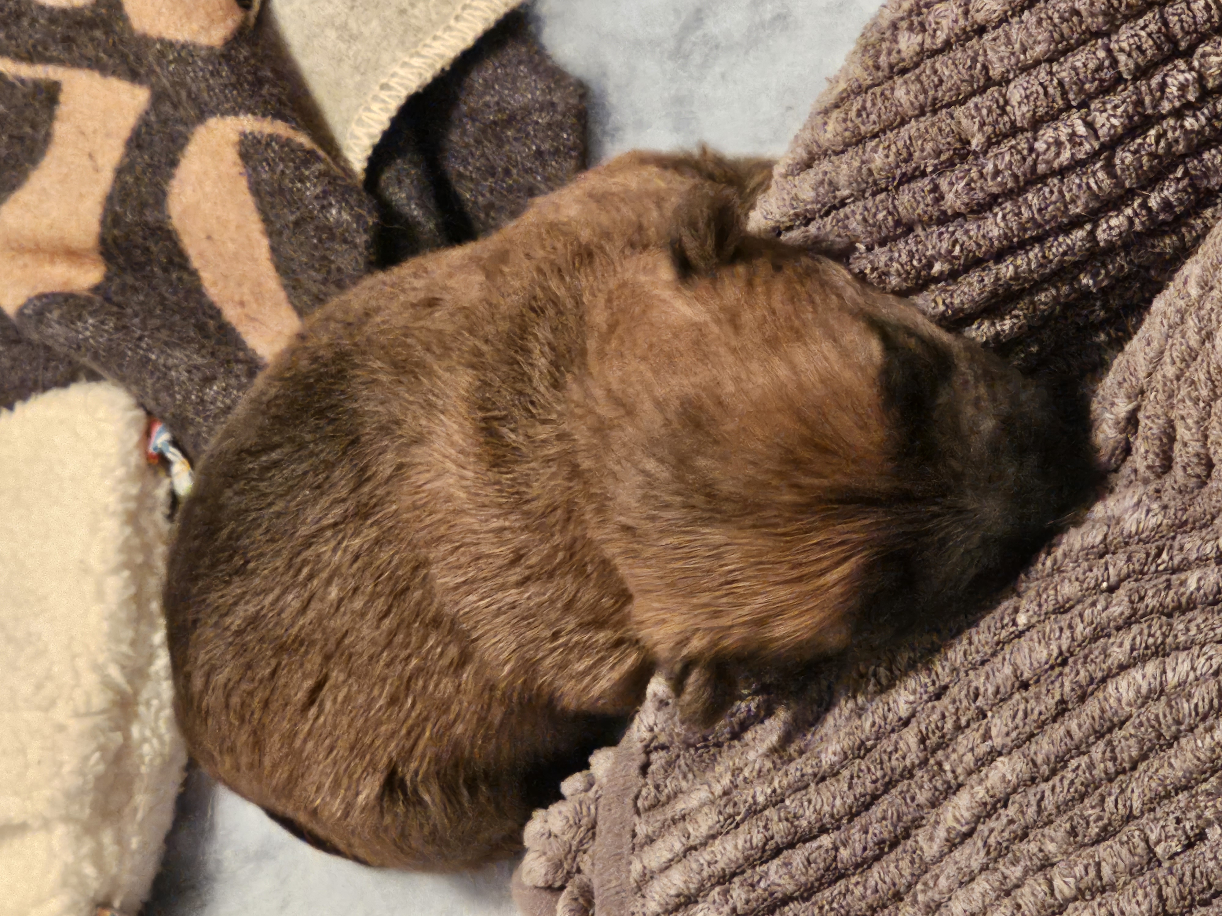 Vun Attilbrigga Cairn Terrier
