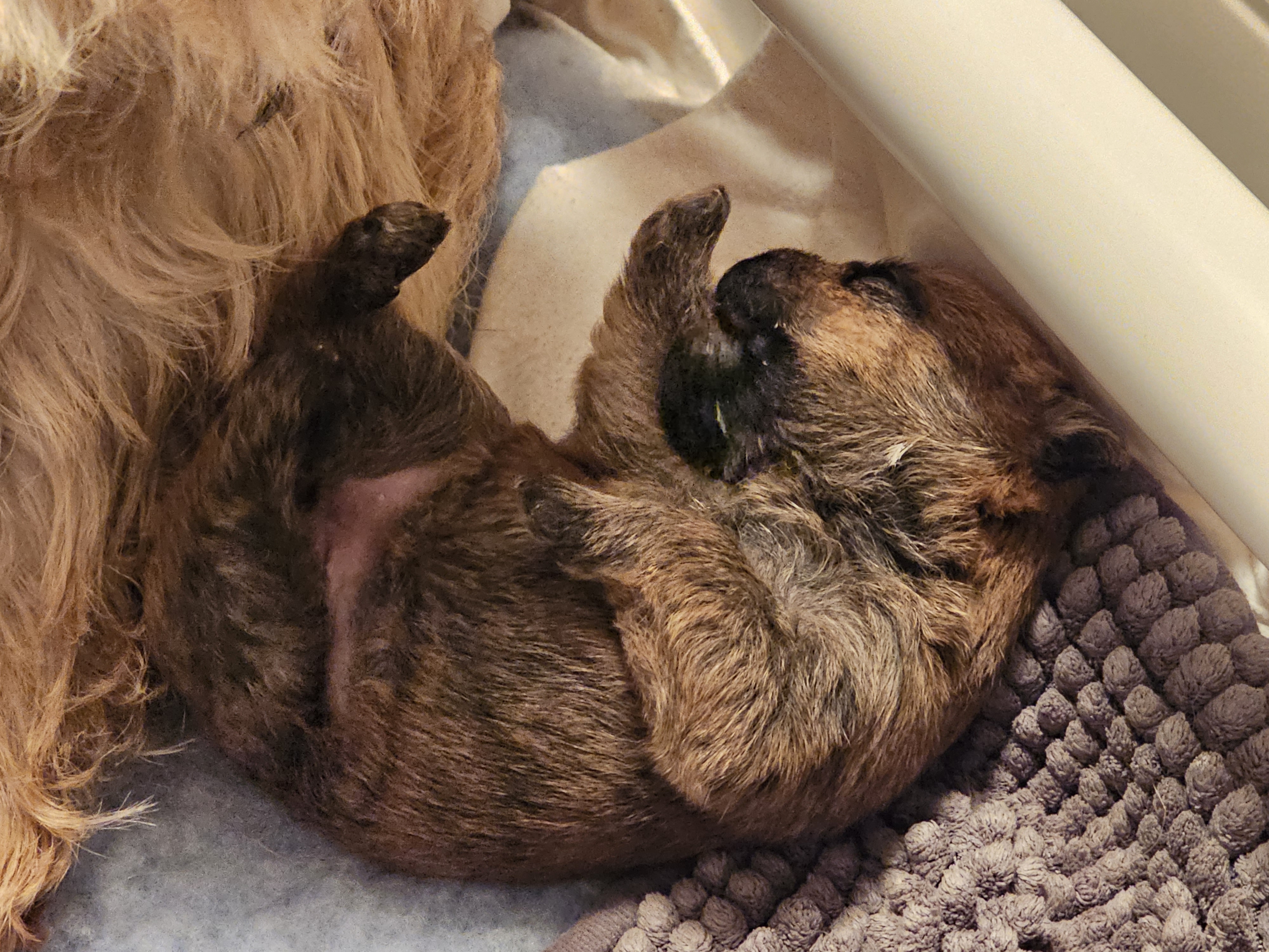 Vun Attilbrigga Cairn Terrier