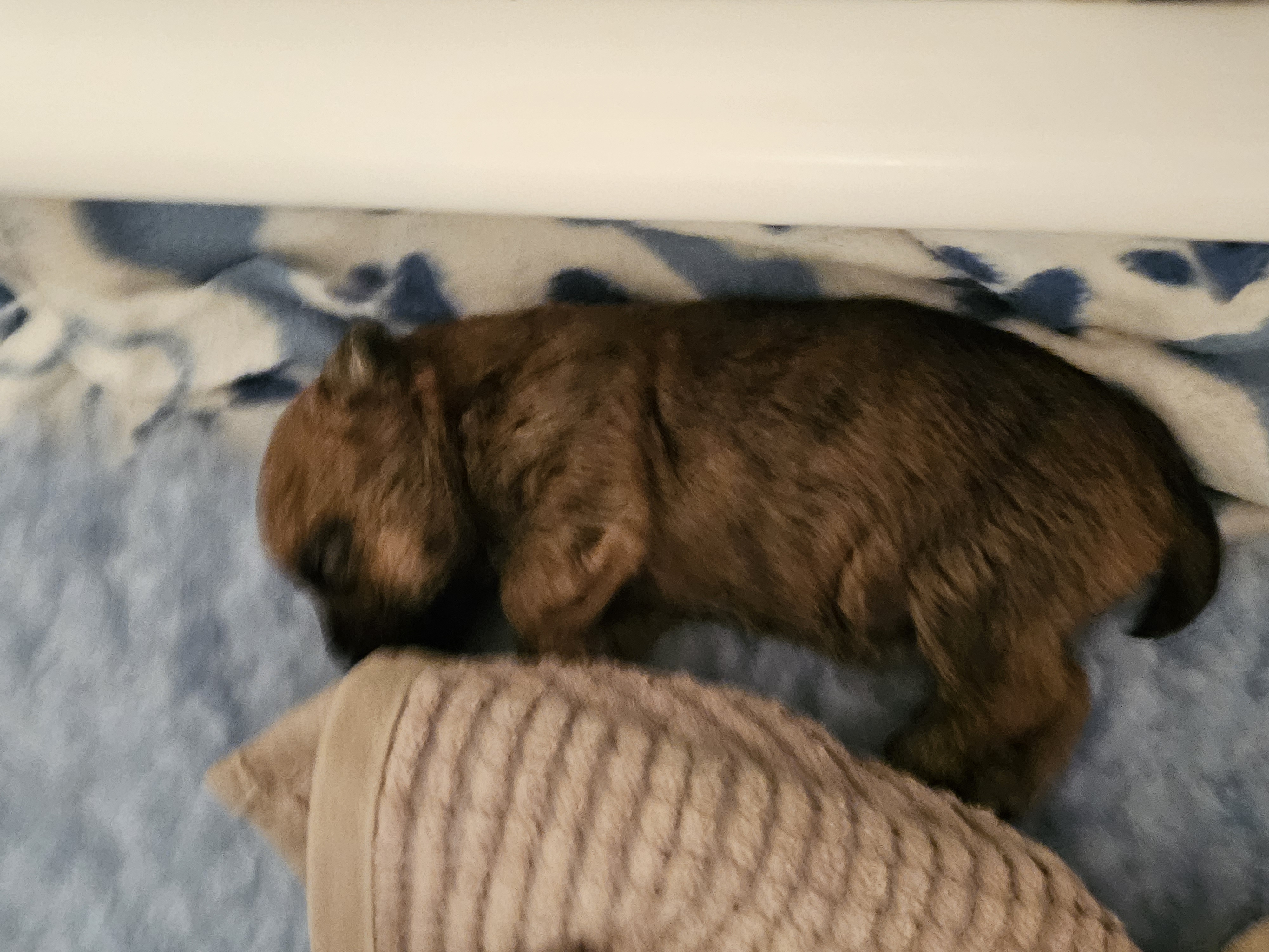 Vun Attilbrigga Cairn Terrier