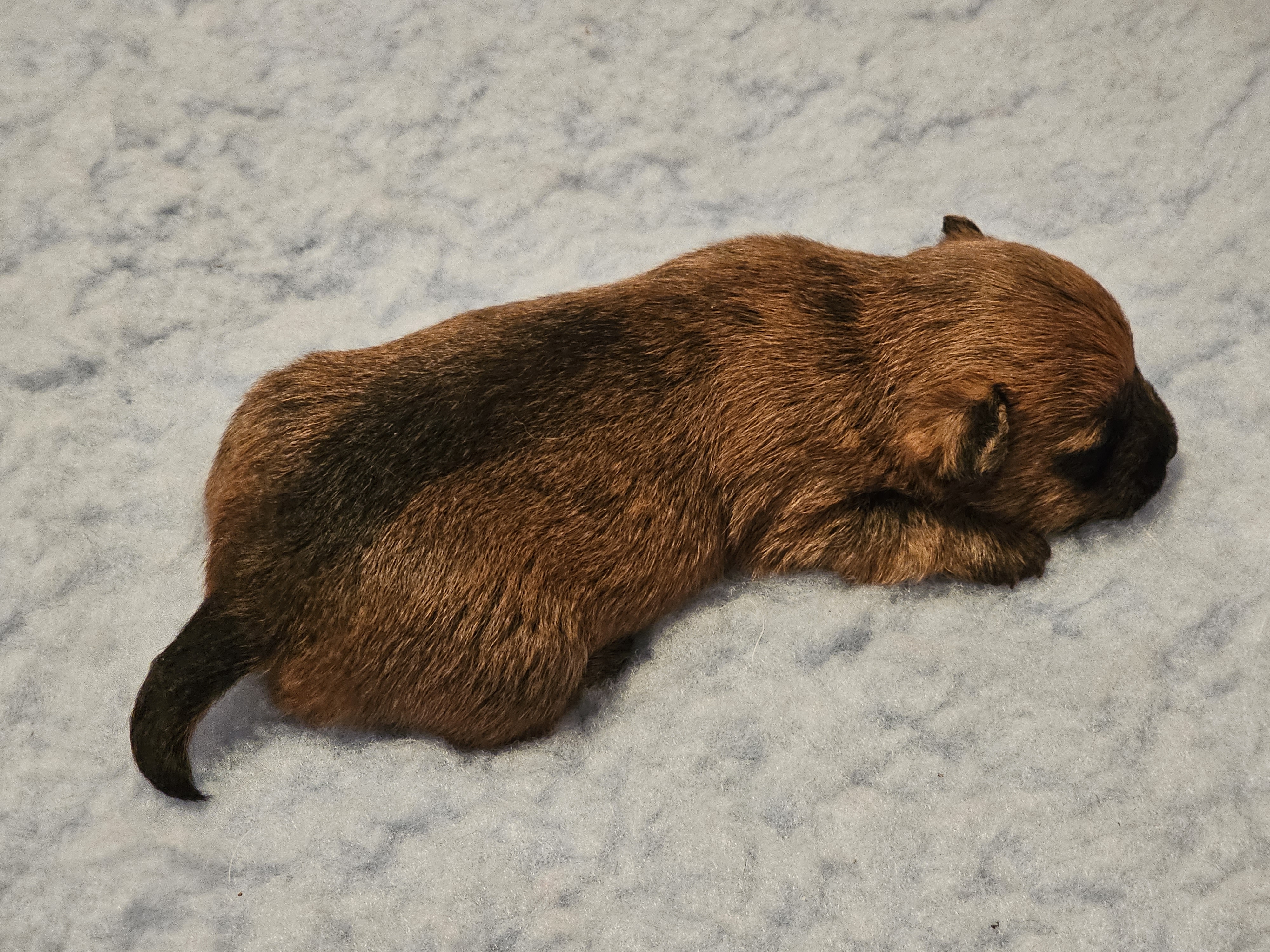Vun Attilbrigga Cairn Terrier