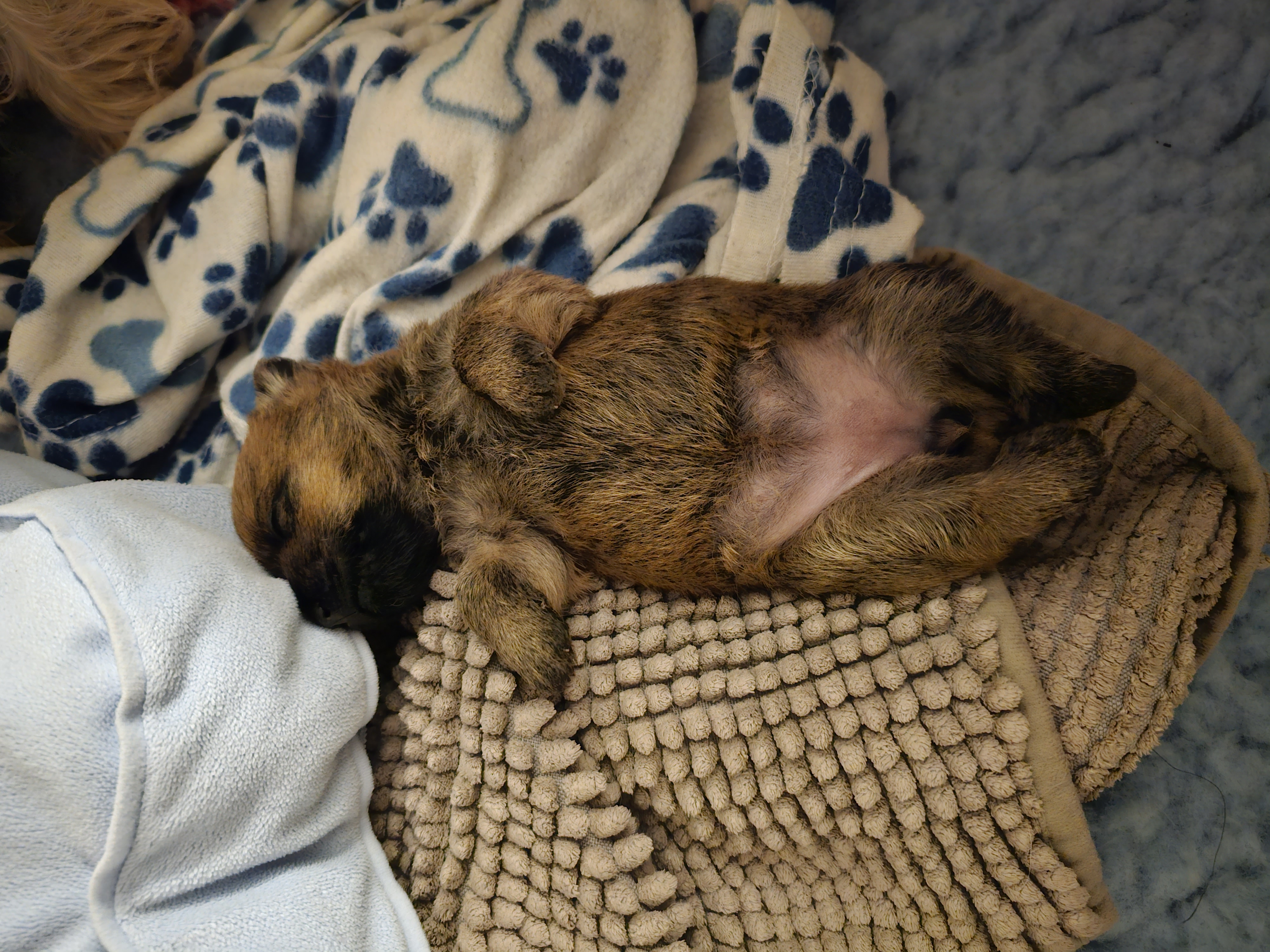 Vun Attilbrigga Cairn Terrier