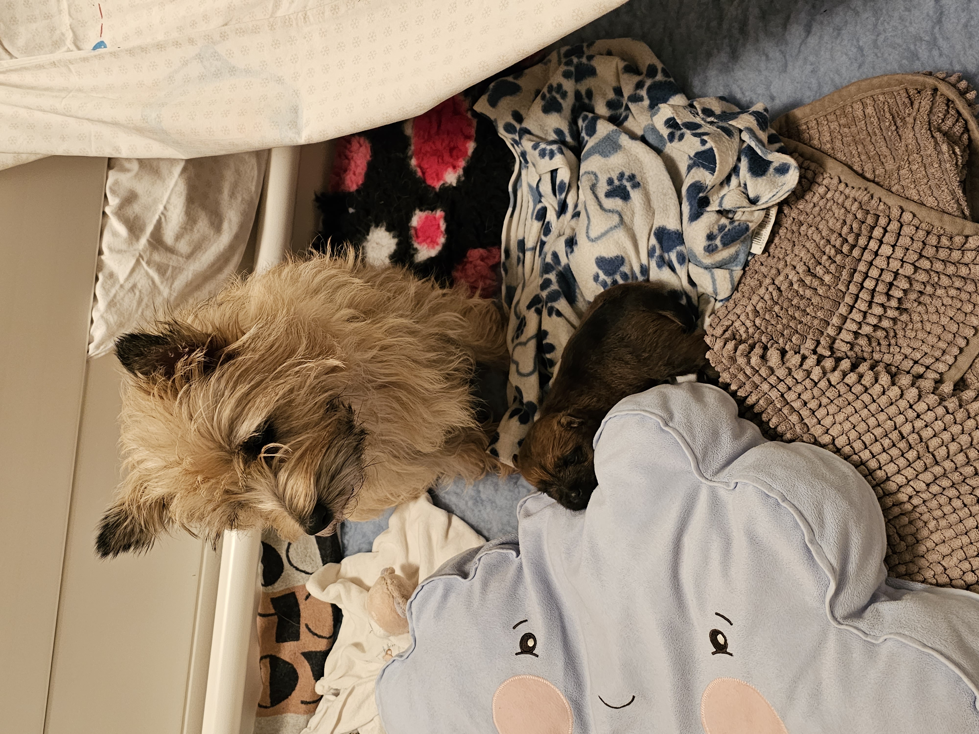Vun Attilbrigga Cairn Terrier