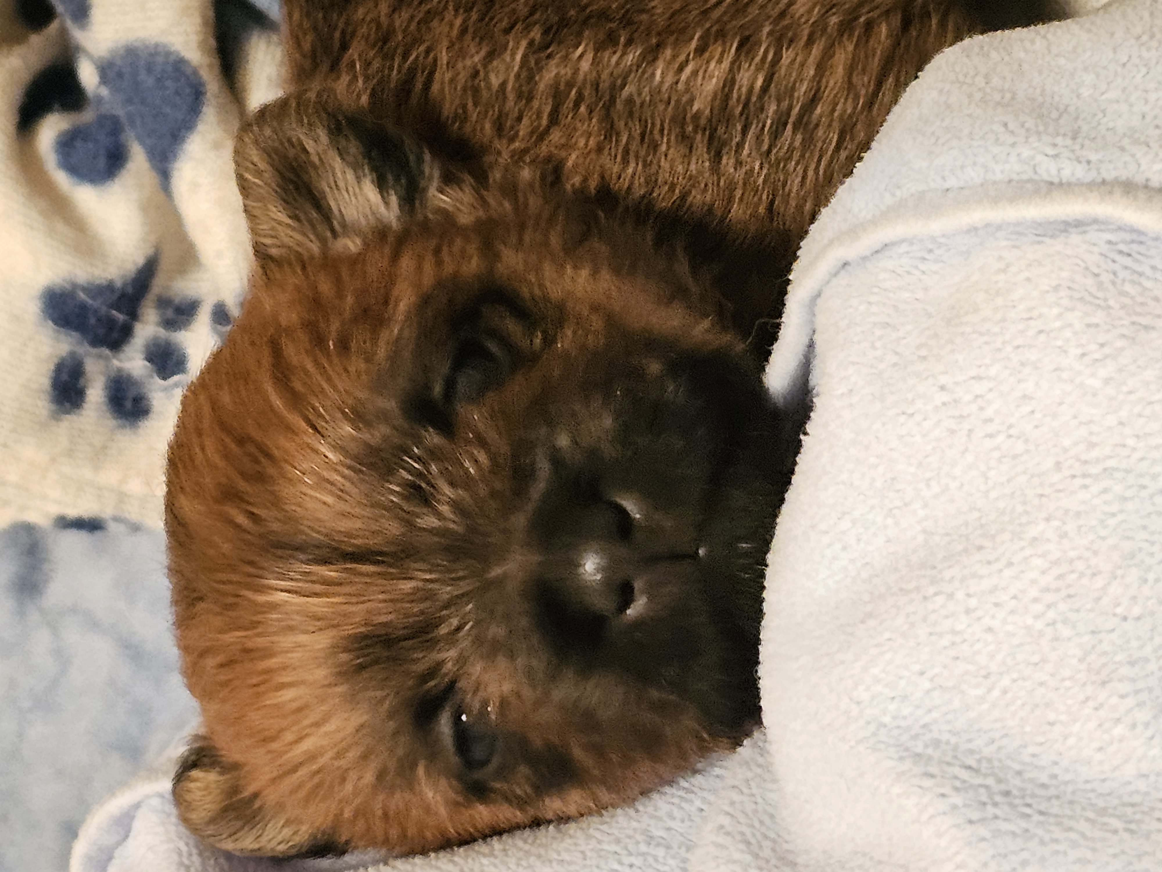 Vun Attilbrigga Cairn Terrier