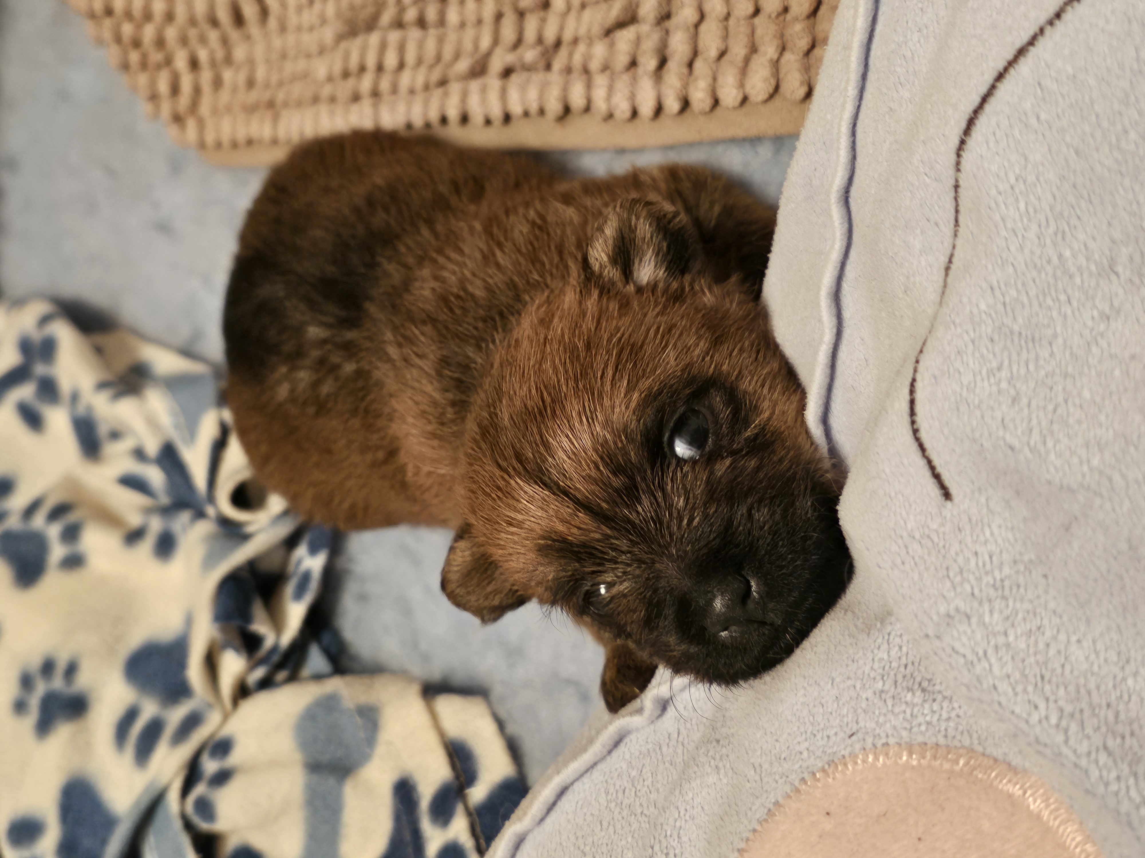 Vun Attilbrigga Cairn Terrier