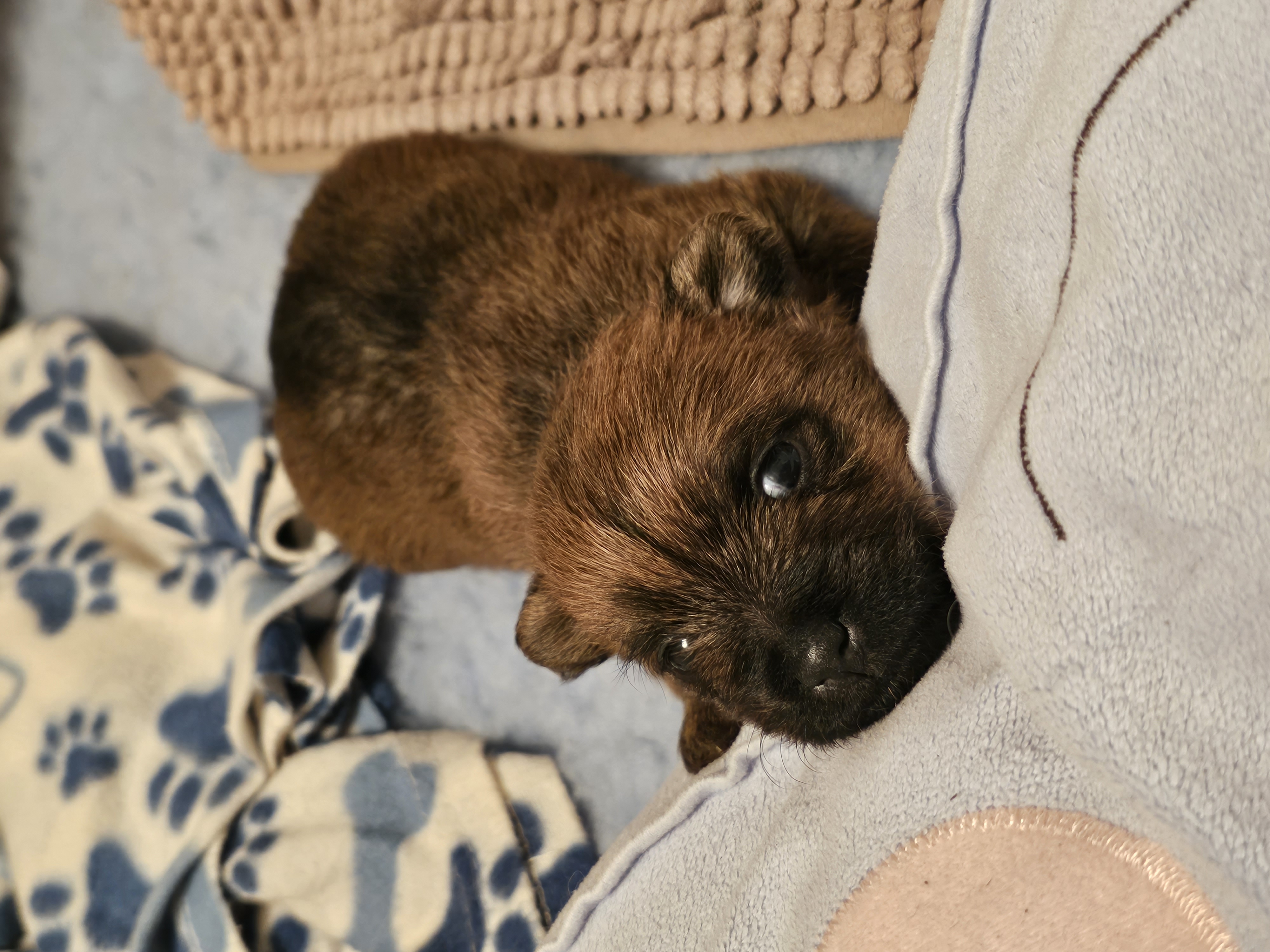 Vun Attilbrigga Cairn Terrier