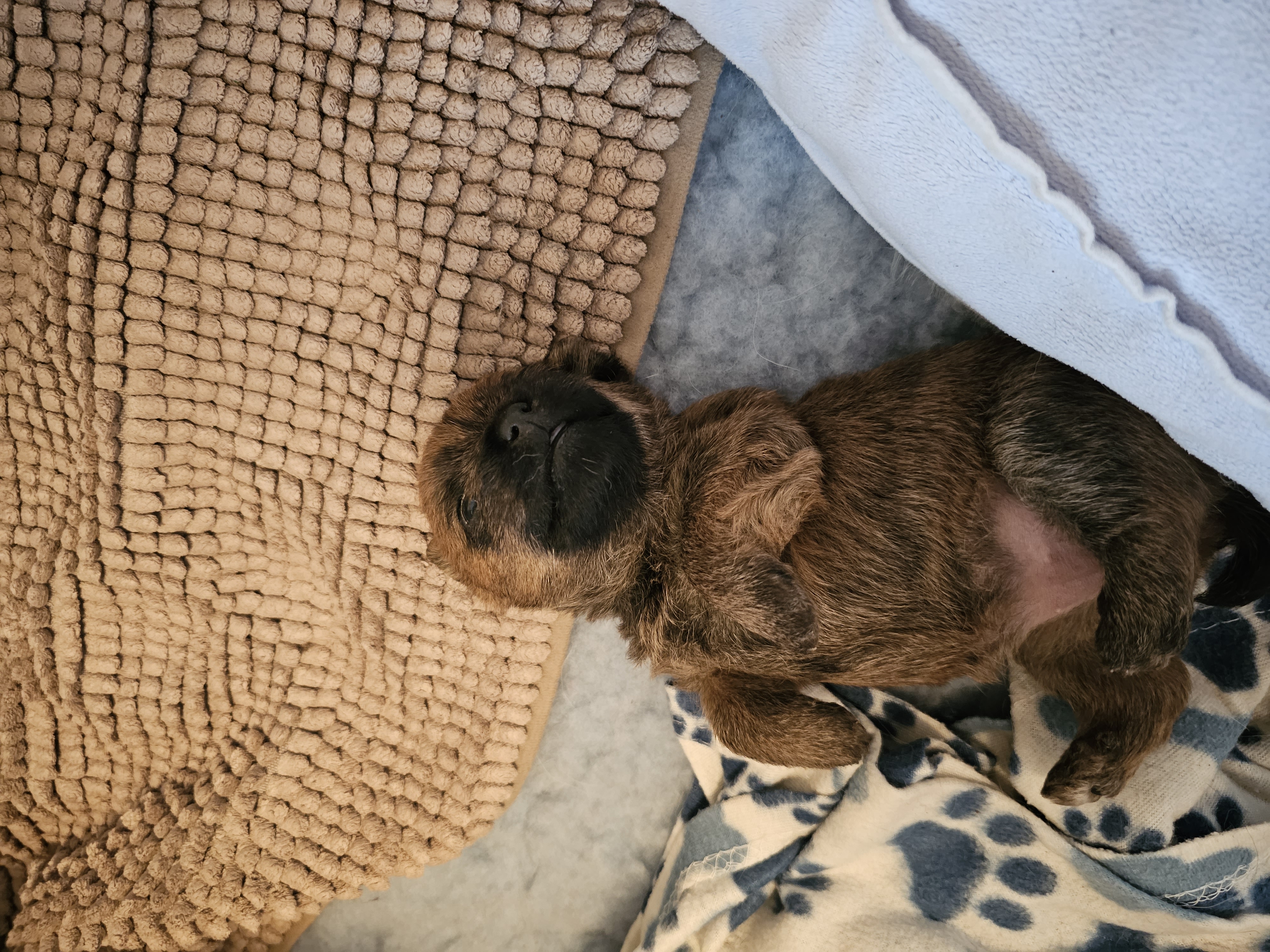 Vun Attilbrigga Cairn Terrier