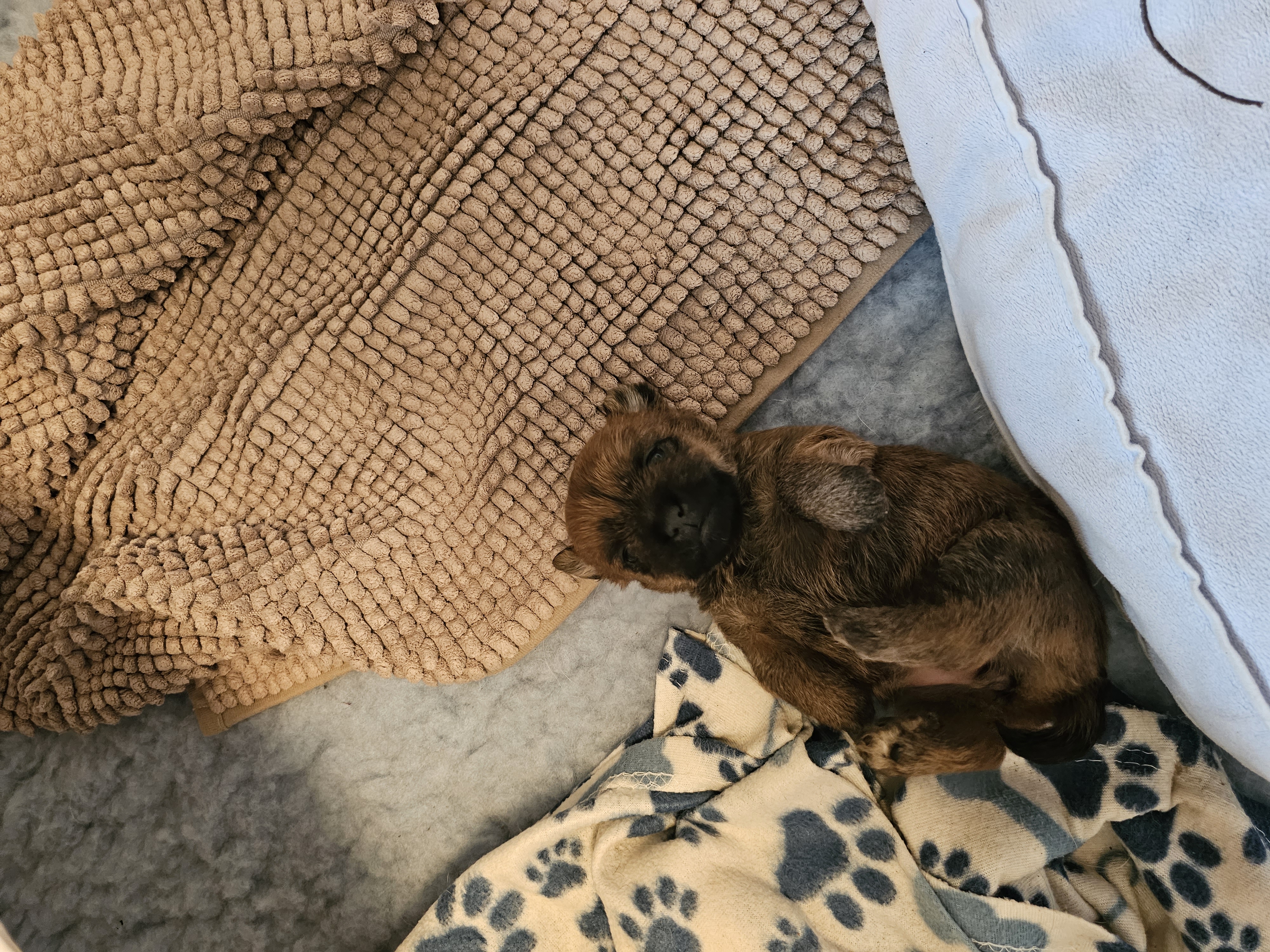 Vun Attilbrigga Cairn Terrier