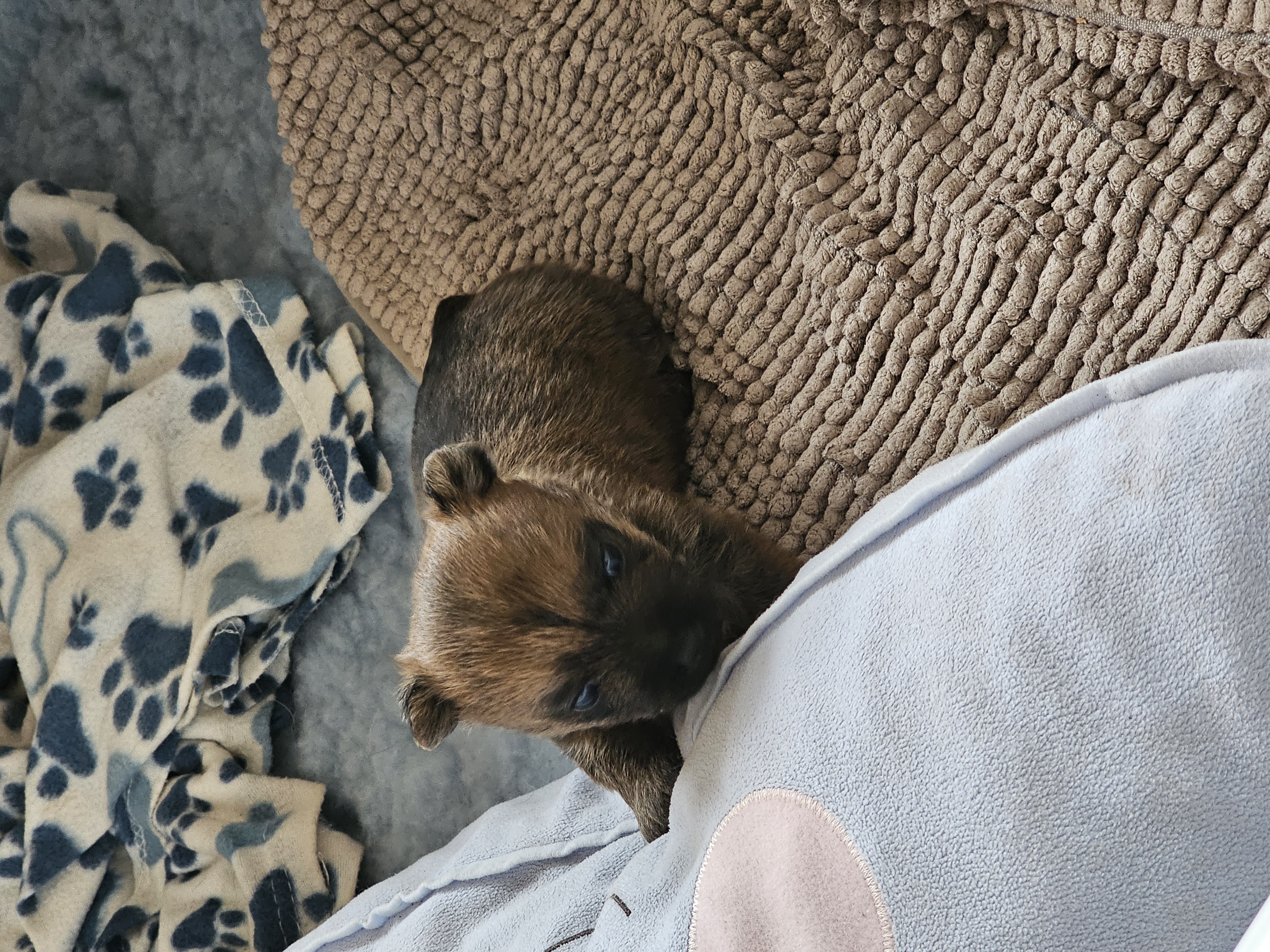 Vun Attilbrigga Cairn Terrier