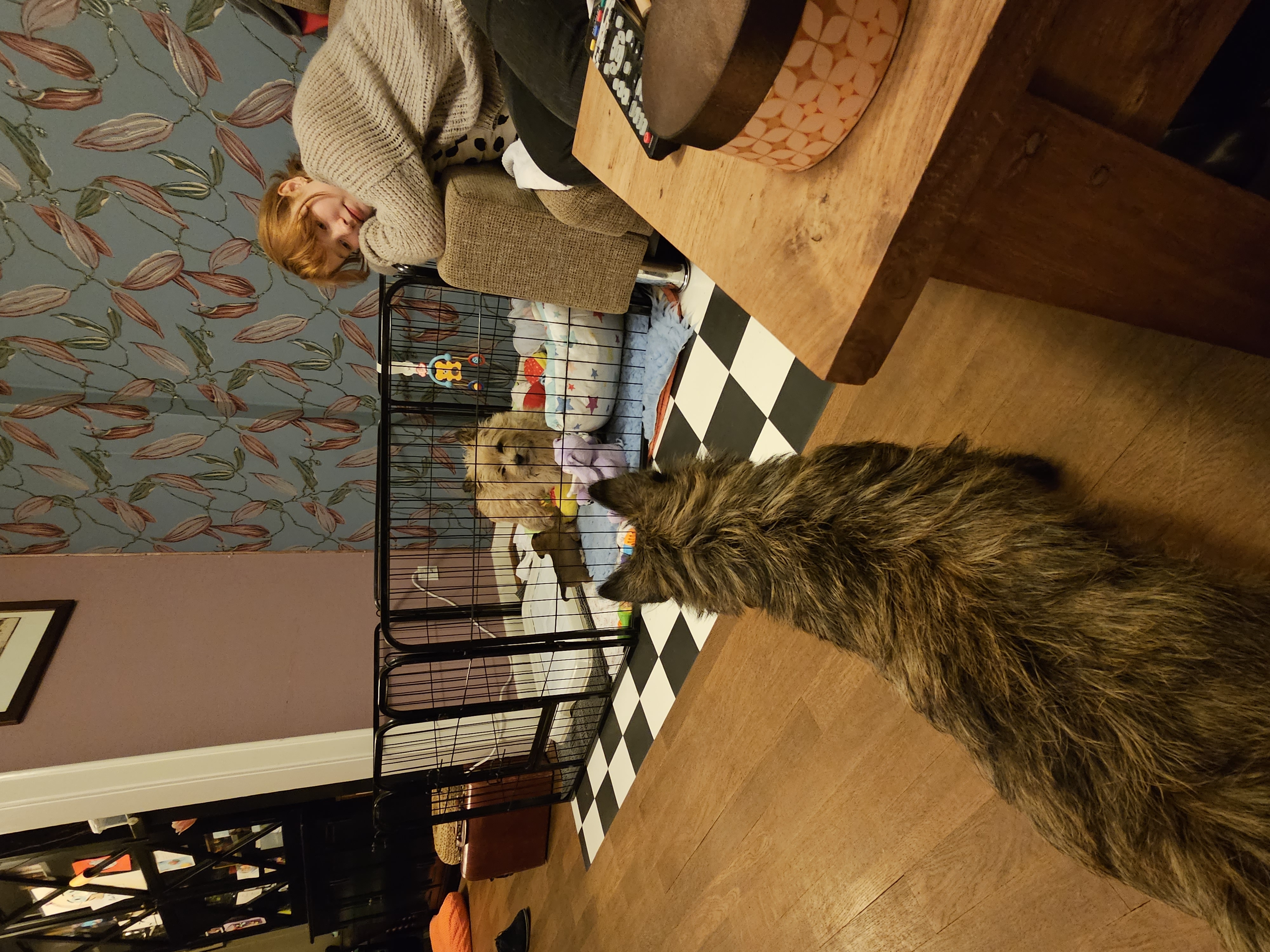 Vun Attilbrigga Cairn Terrier