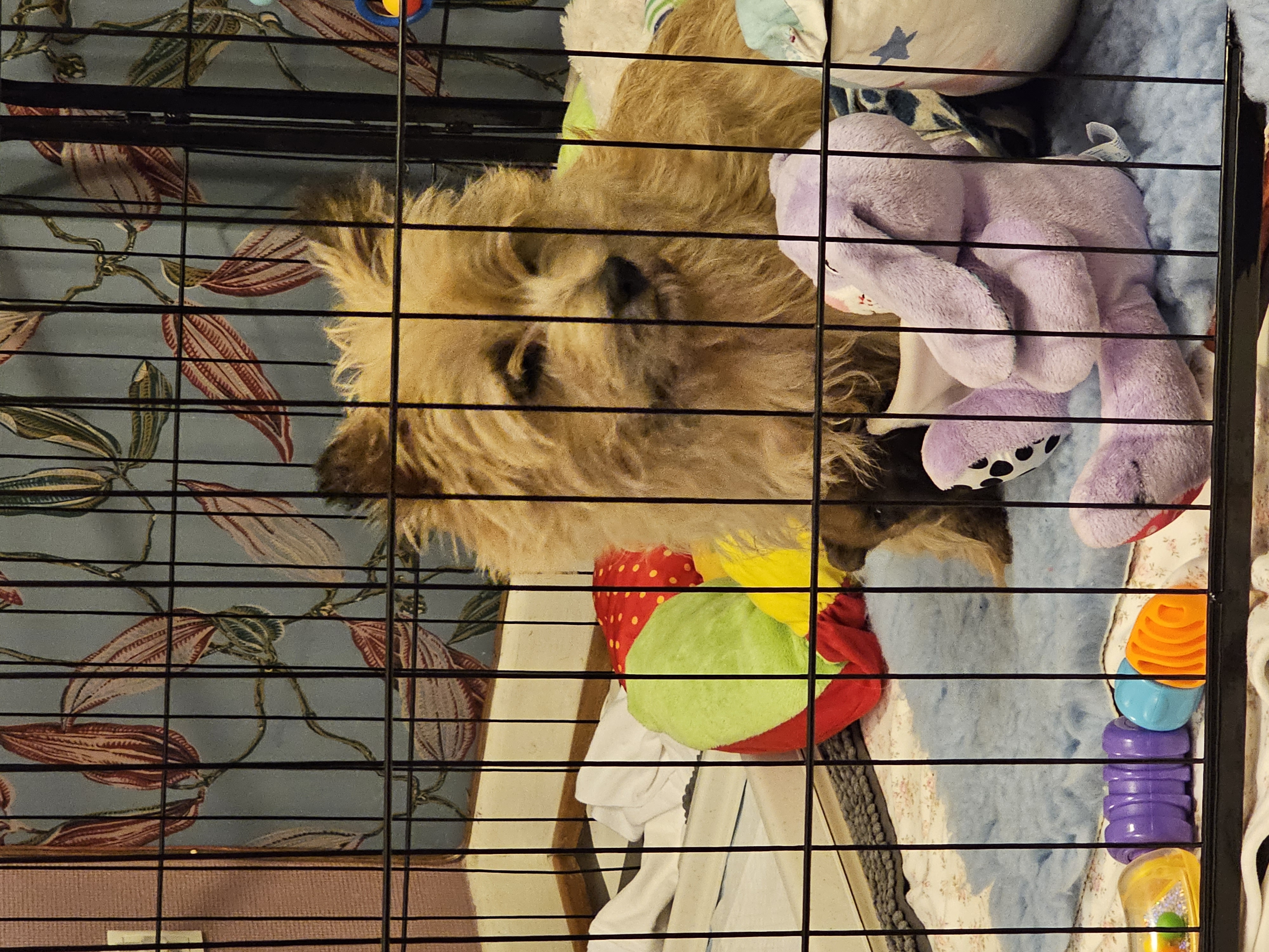 Vun Attilbrigga Cairn Terrier