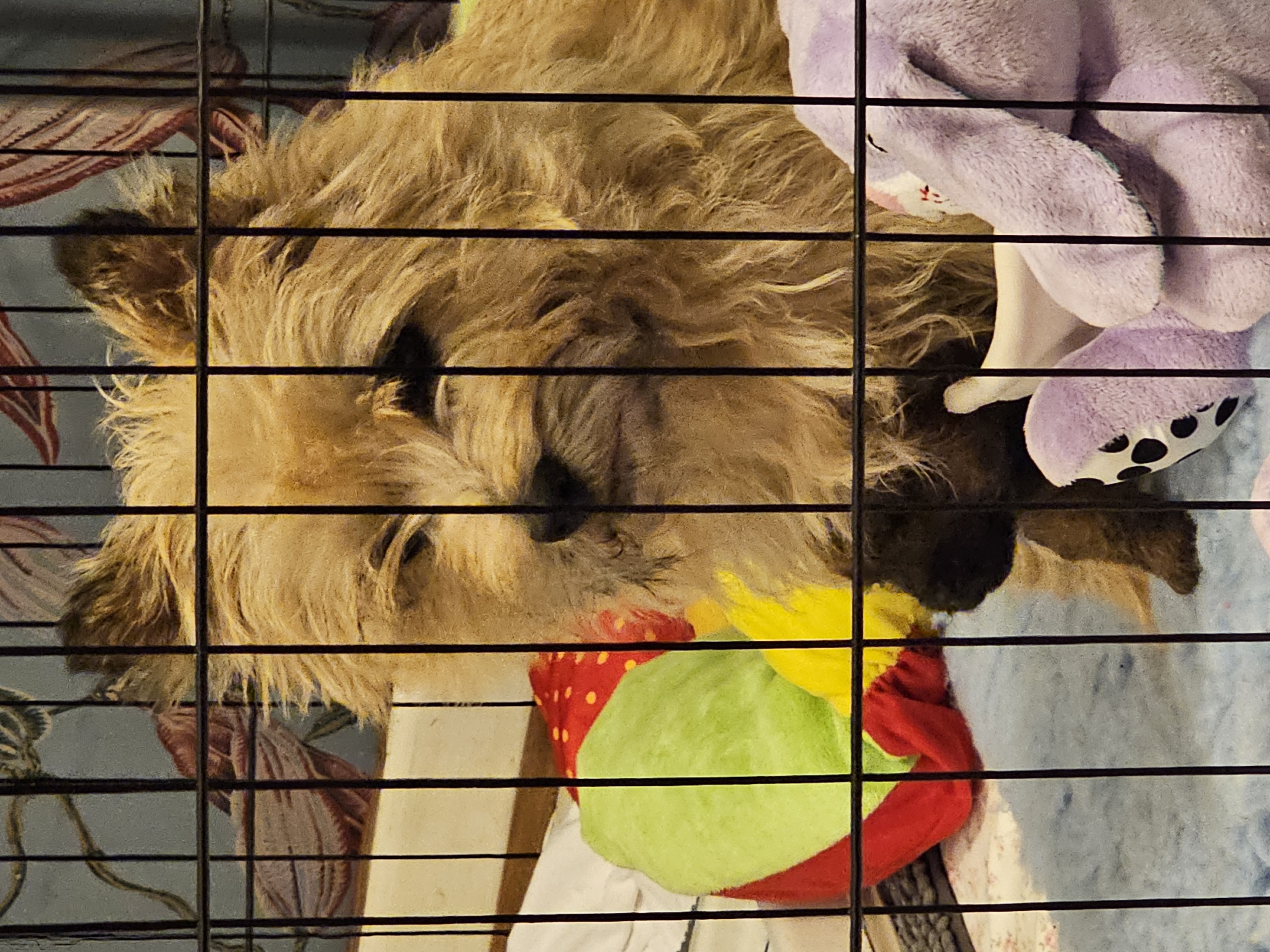 Vun Attilbrigga Cairn Terrier