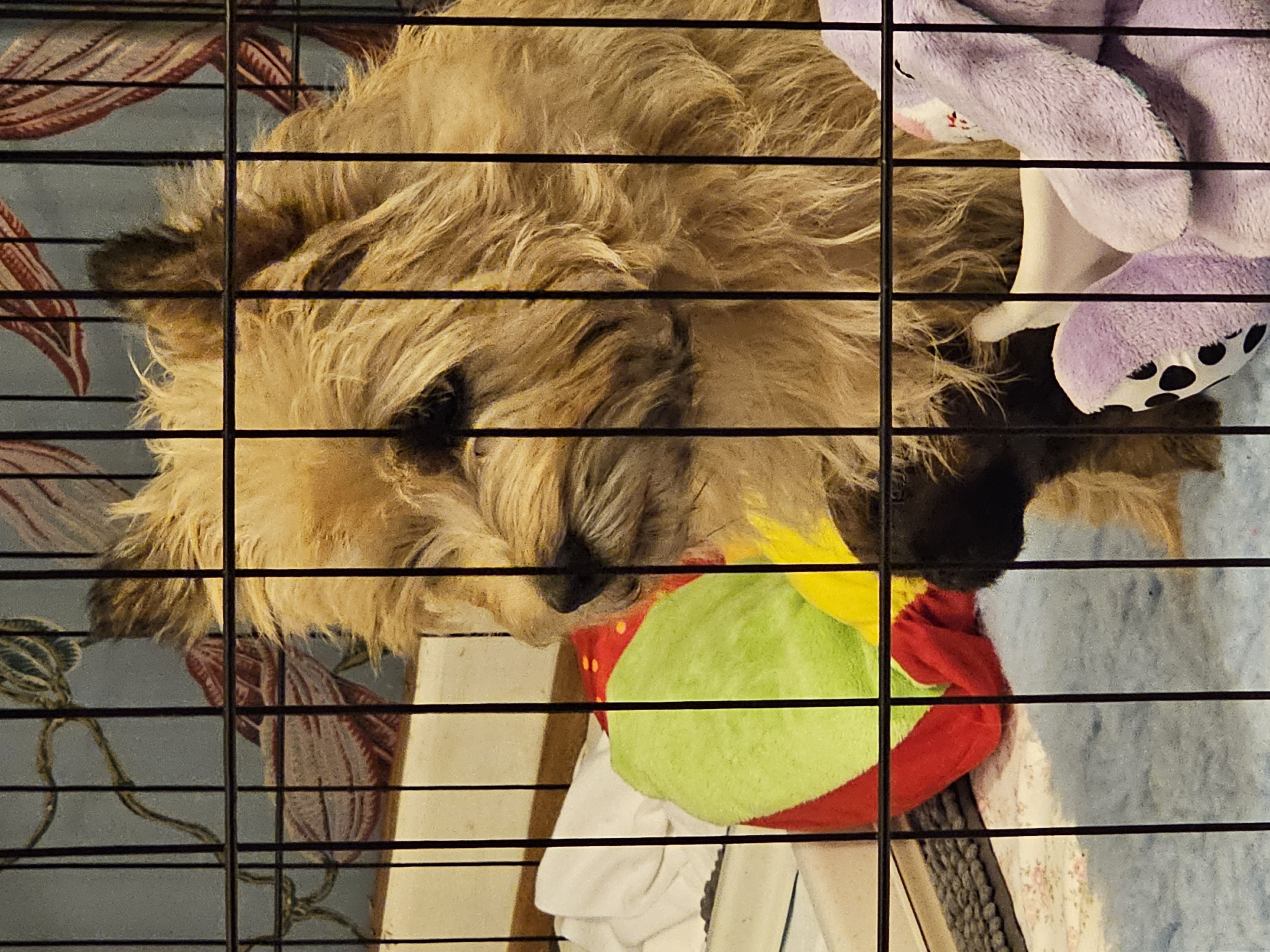 Vun Attilbrigga Cairn Terrier