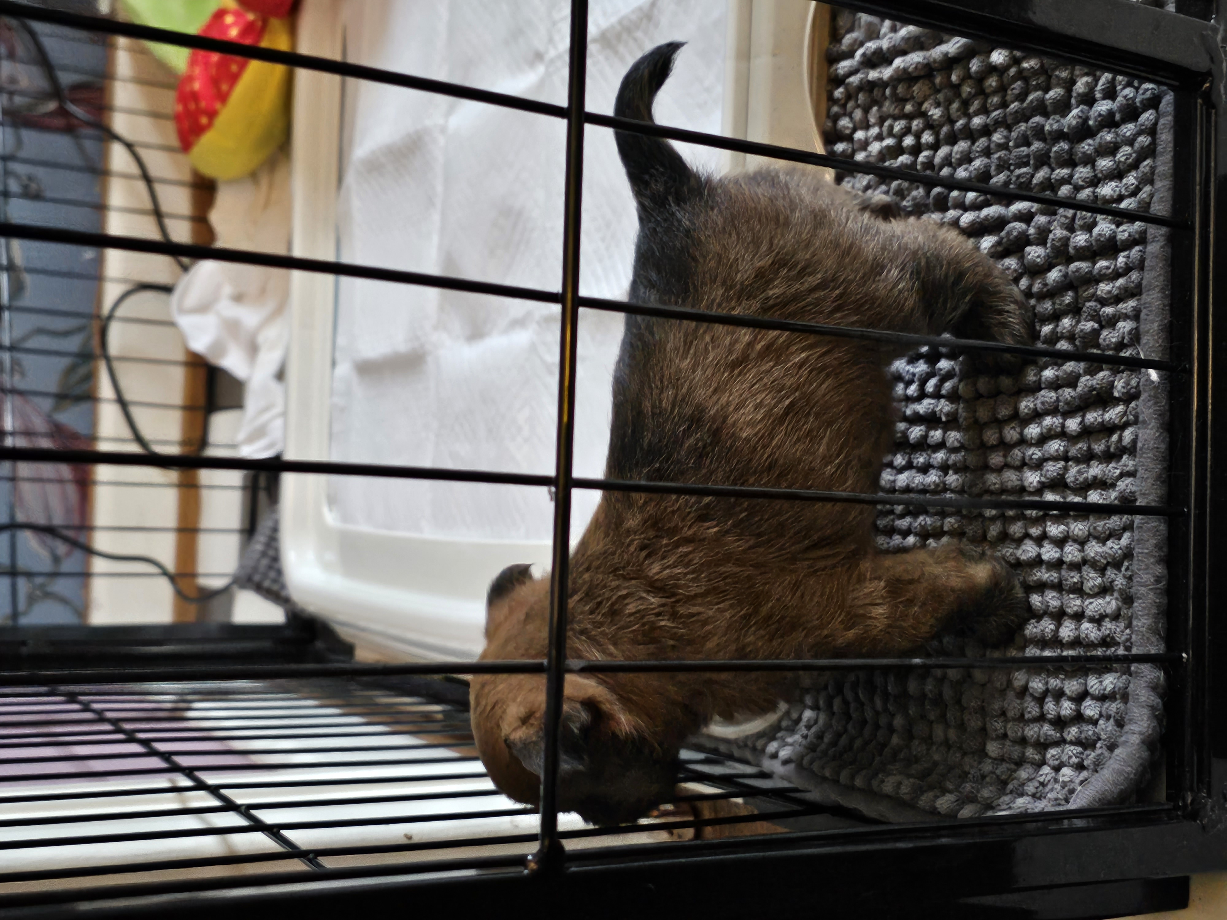 Vun Attilbrigga Cairn Terrier
