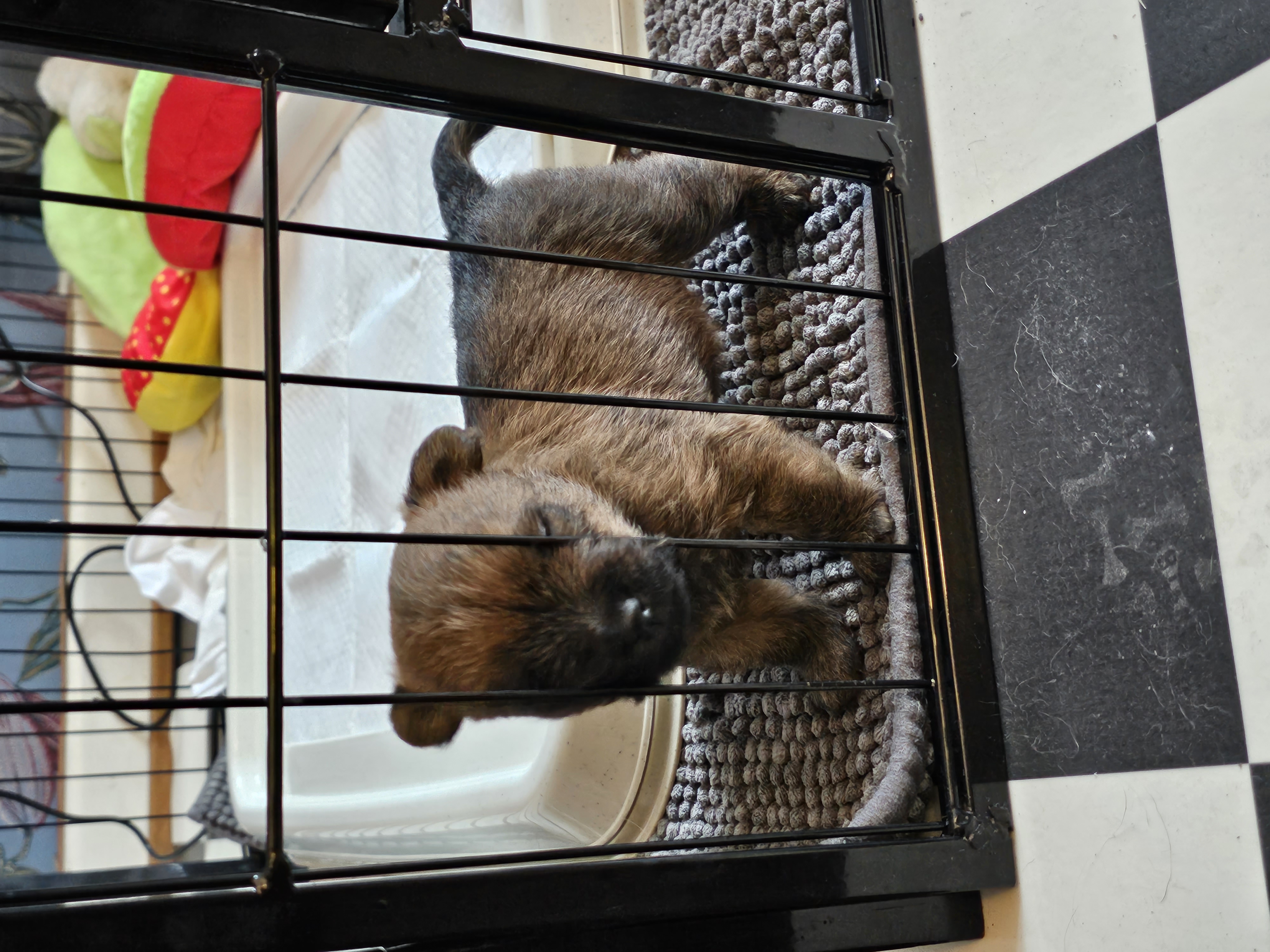 Vun Attilbrigga Cairn Terrier