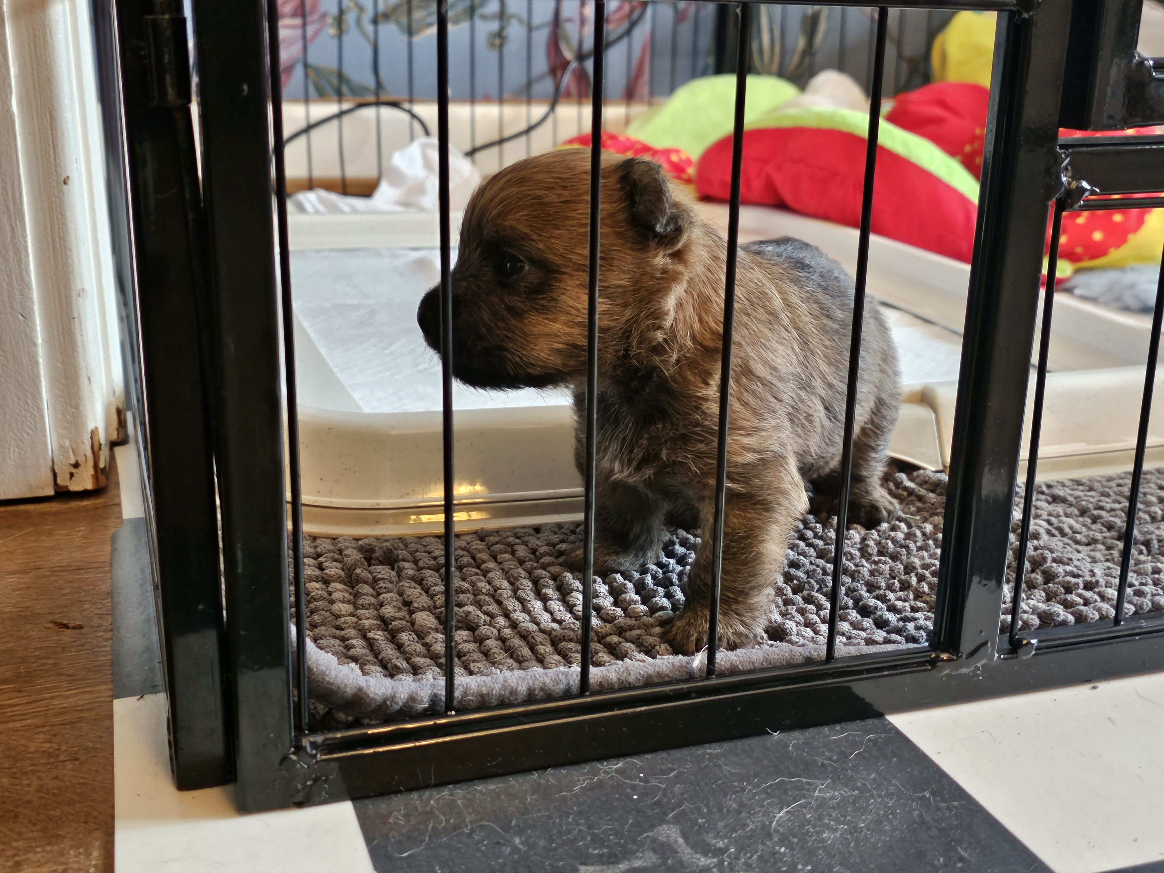 Vun Attilbrigga Cairn Terrier