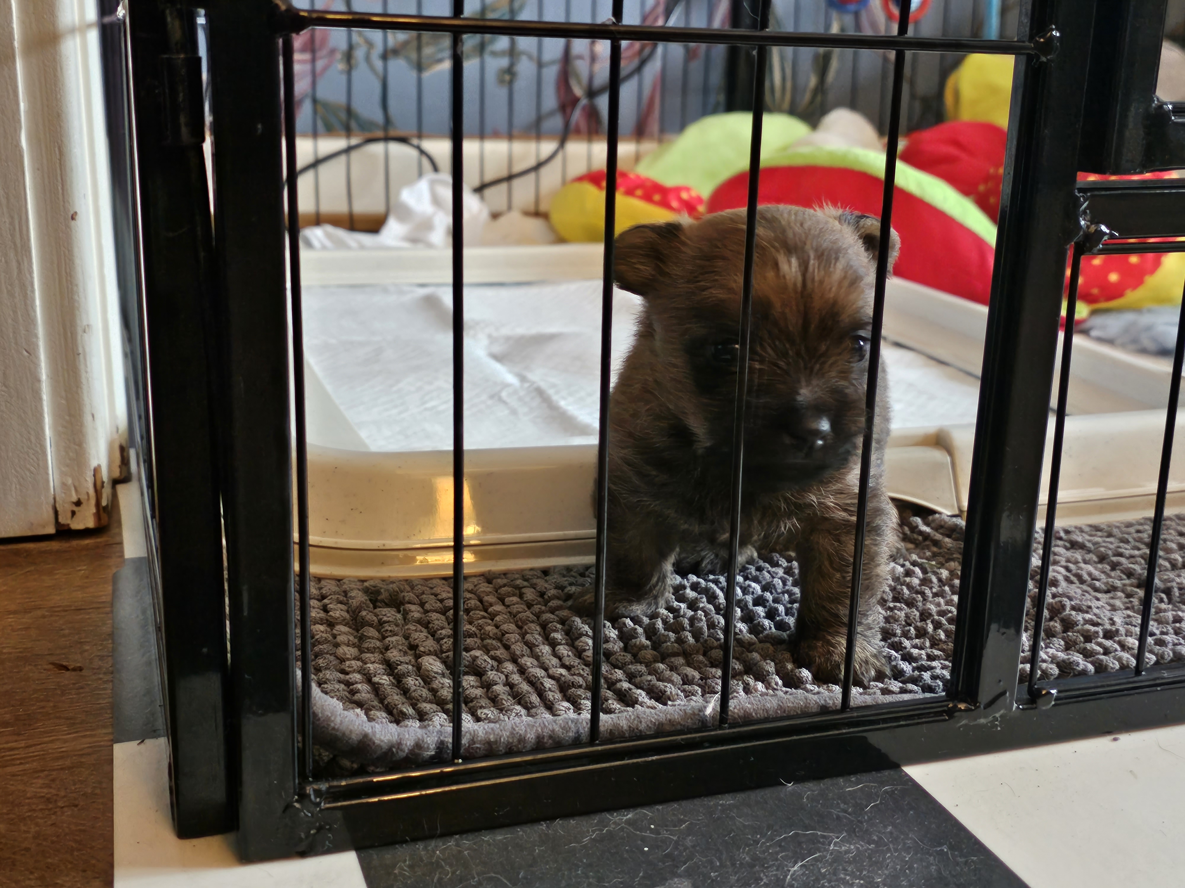 Vun Attilbrigga Cairn Terrier